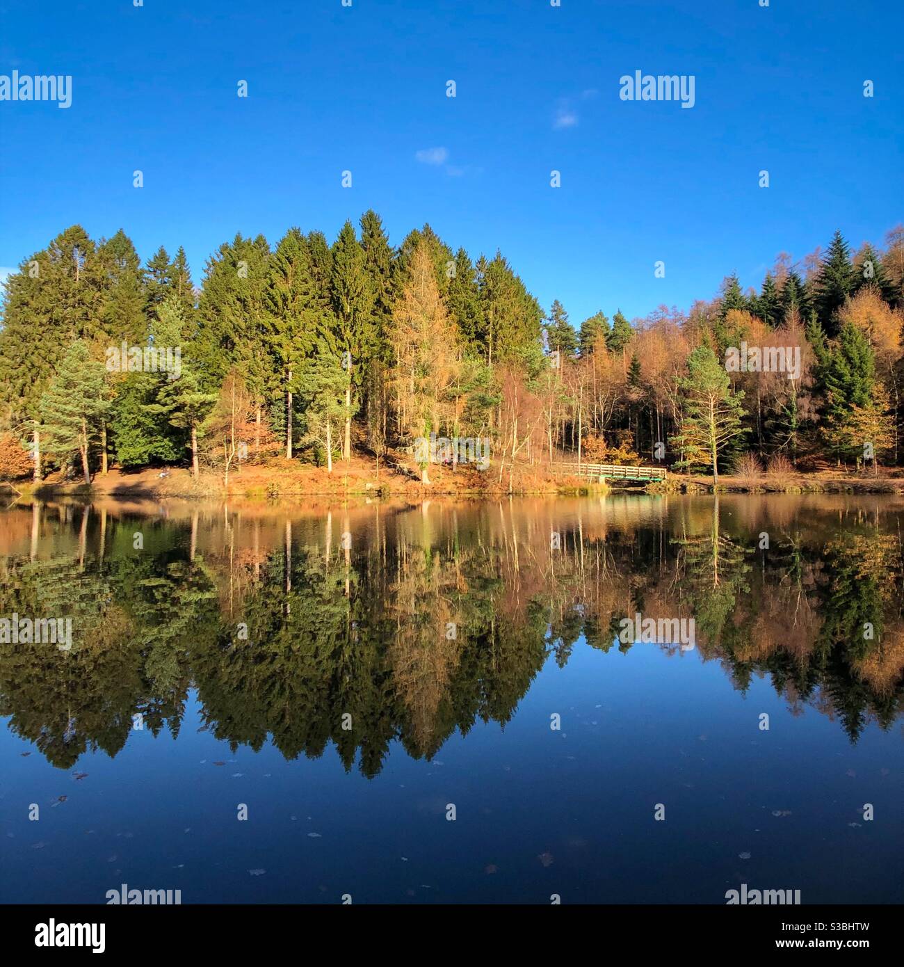 Waldspiegelungen im See - Smartphone-aufgenommenes Stockfoto