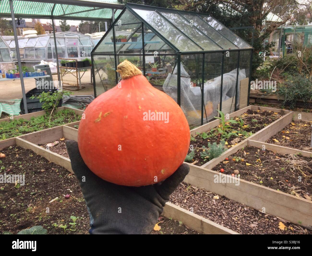 Die Handfläche eines Arbeiters in einem Bio-Garten, der einen Squash hält, mit Hochbetten und Gewächshäusern im Hintergrund - Smartphone-aufgenommenes Stockfoto
