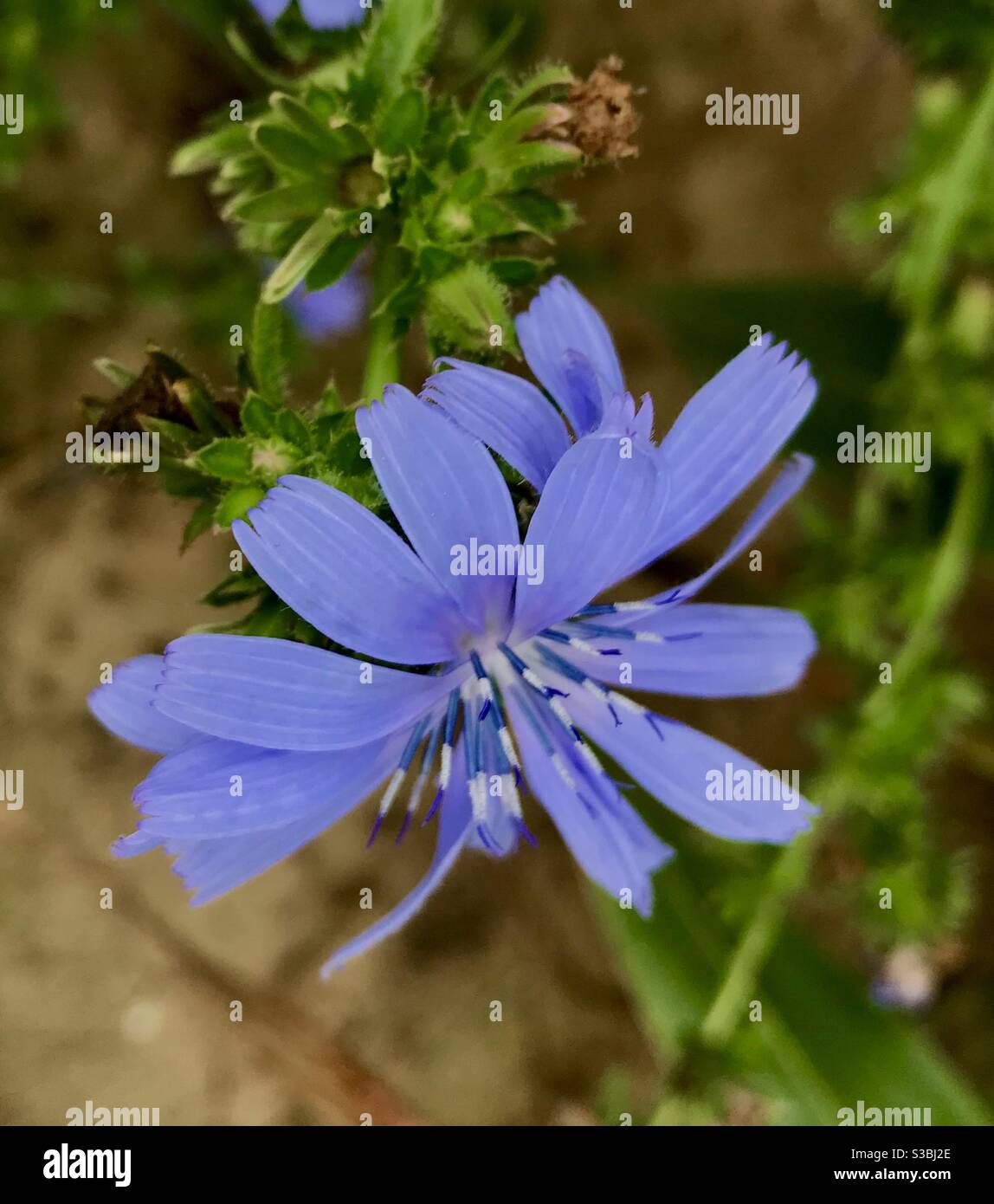 Schöne blaue Wildblume Stockfoto