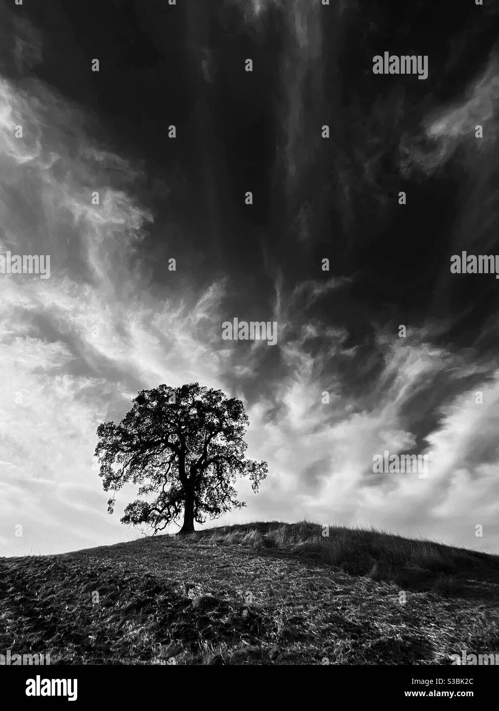 Eiche auf einem Hügel mit Zirruswolken, in schwarz und weiß. Stockfoto