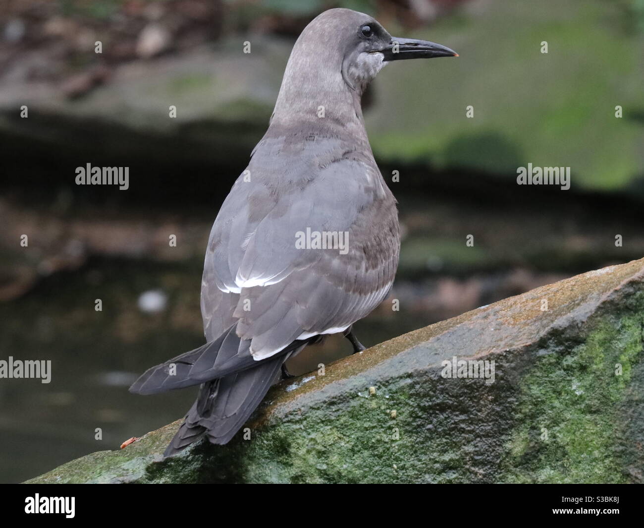 Brown Noddy auf einem Felsen Stockfoto