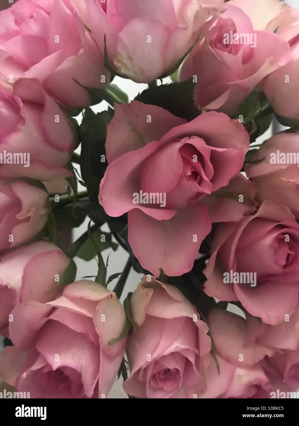 Bouquet von rosa Rosen wie von oben gesehen - Smartphone-aufgenommenes Stockfoto
