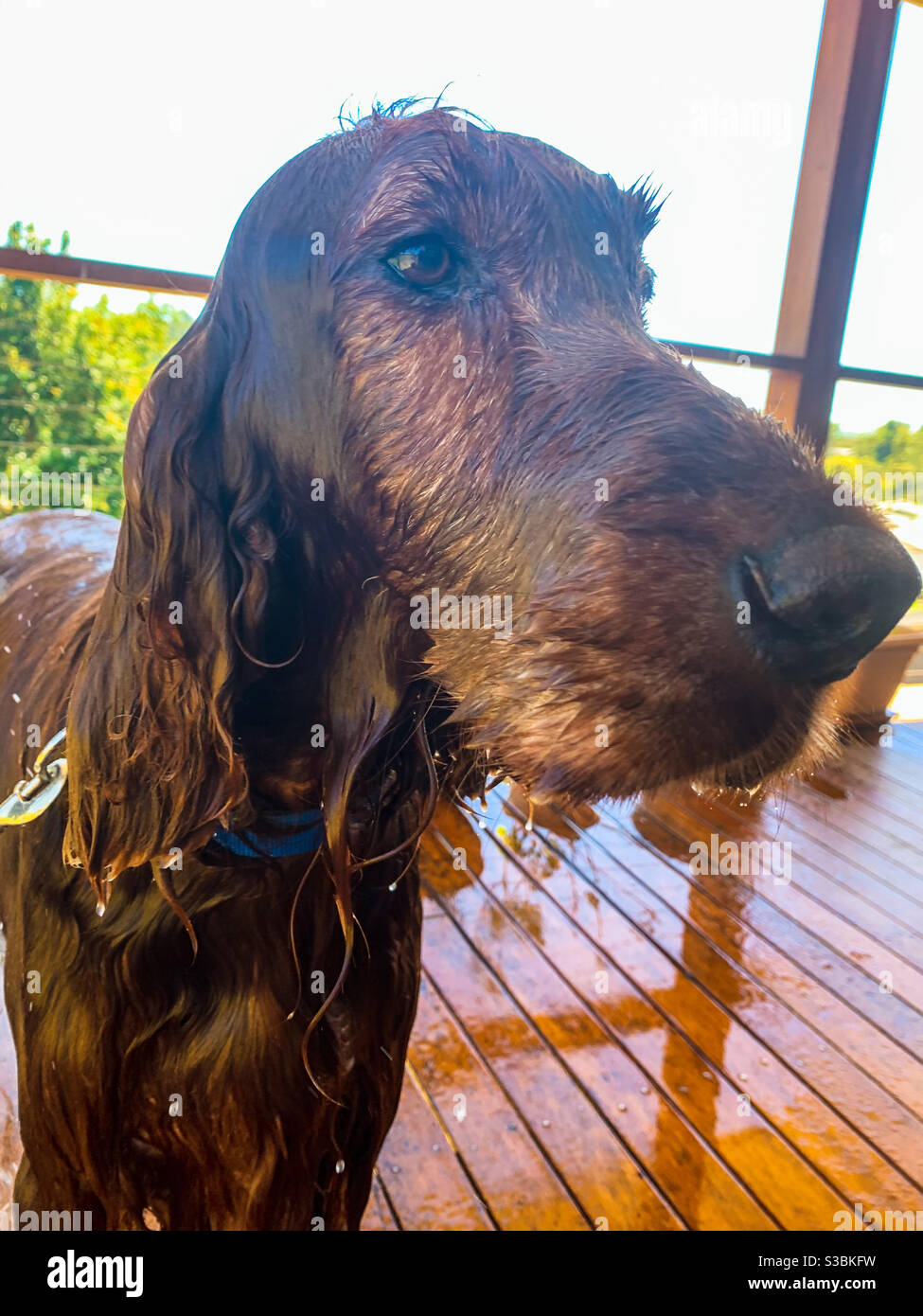 Gewaschener Hund, mag keine Badezeit. Tropfnass, durchnässt, irisch-roter Setter Stockfoto