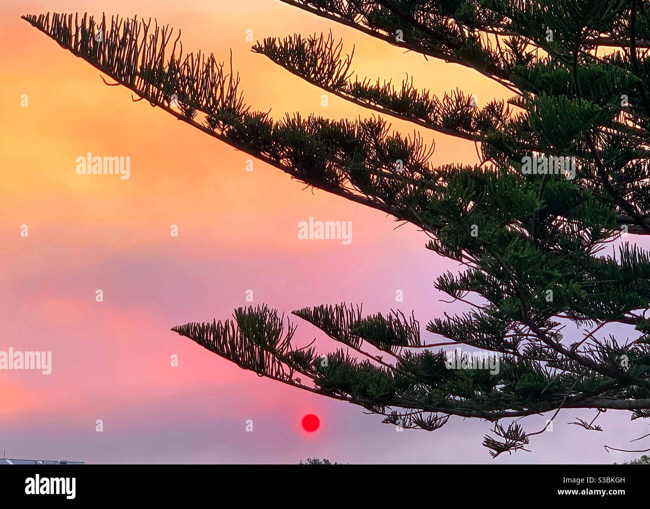 Die Sonne erscheint als ein purpurroter Kreis in einem Rauchig rosa Sonnenuntergang mit einem Norfolk Pine Baum im Vordergrund Stockfoto