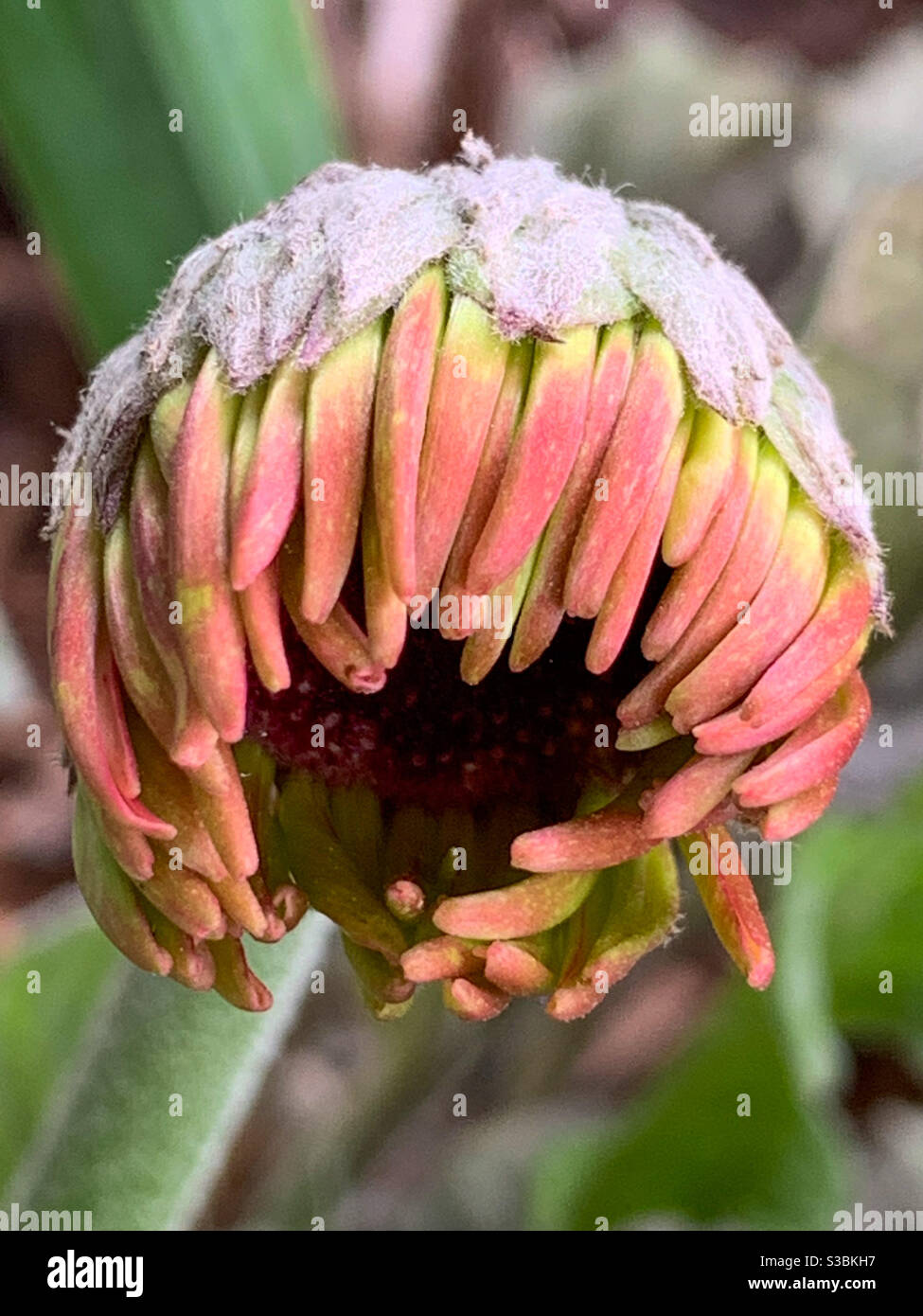 Makro von angehenden Pfirsich TV rosa farbigen Blütenblätter der Gerbera Blumenöffnung - Smartphone-aufgenommenes Stockfoto