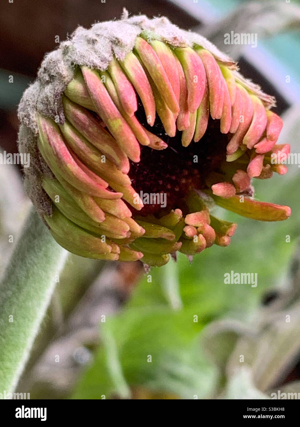 Makro einer Gerbera-Blumenöffnung - Smartphone-aufgenommenes Stockfoto