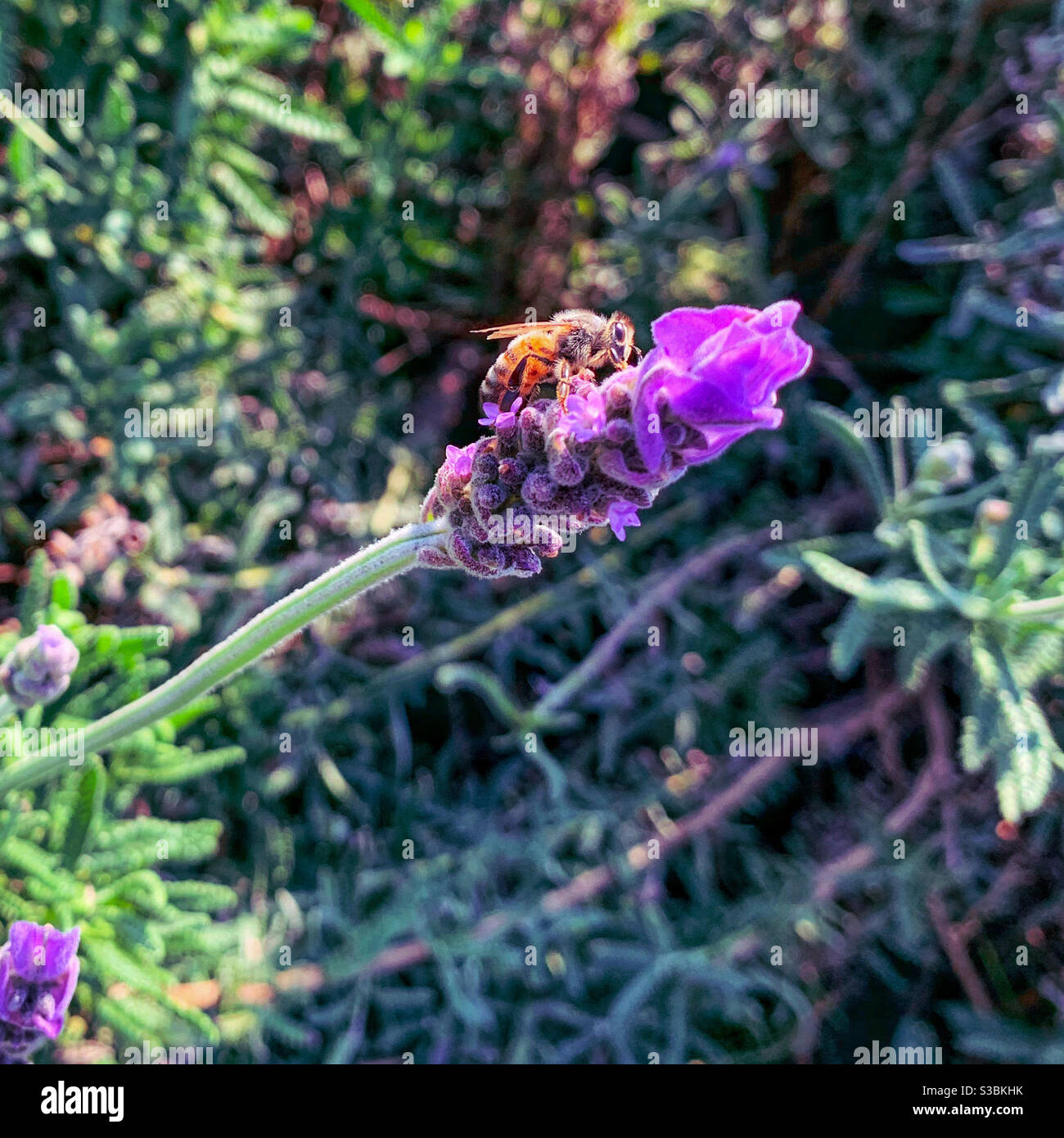 Bestäuber, eine wunderschöne Biene auf einer violetten Lavendelblüte, die Nektar und Pollen sammelt, die Natur von ihrer besten Seite - Smartphone-aufgenommenes Stockfoto