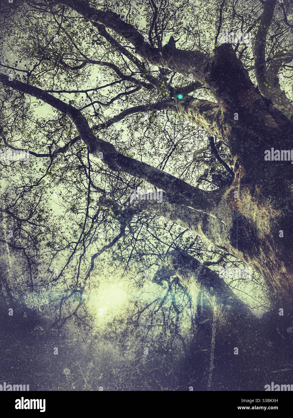 Erstaunliches Sonnenlicht über Ästen - Smartphone-aufgenommenes Stockfoto