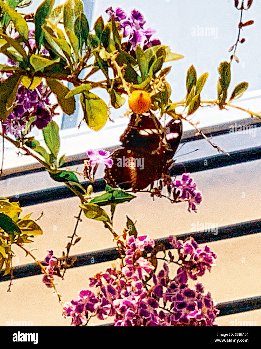 Schwarz-weißer Schmetterling auf lila Blüten - Smartphone-aufgenommenes Stockfoto