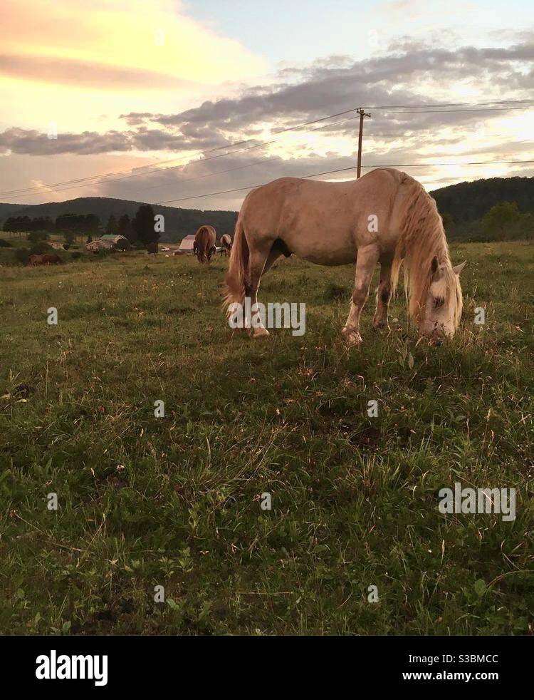 Pferd in den Sonnenuntergang Stockfoto