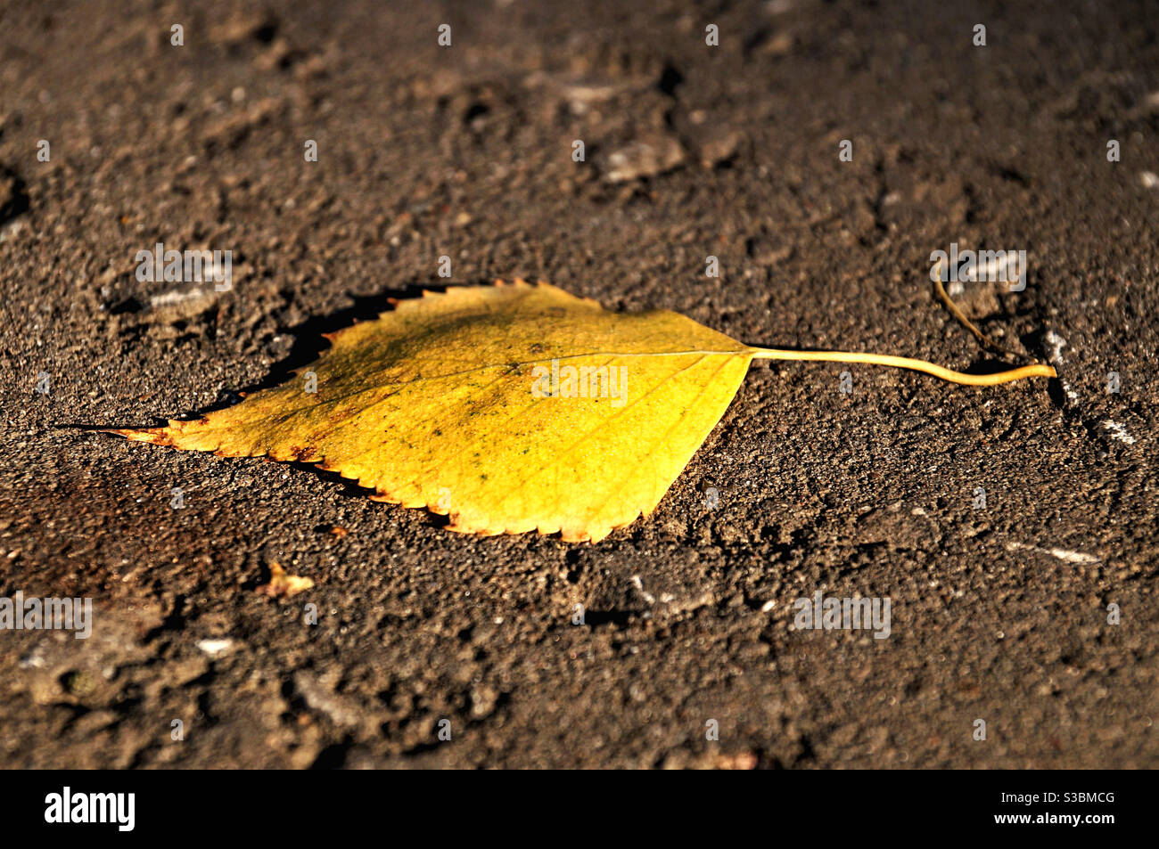 Leuchtend gelb gefallenes Blatt - Smartphone-aufgenommenes Stockfoto