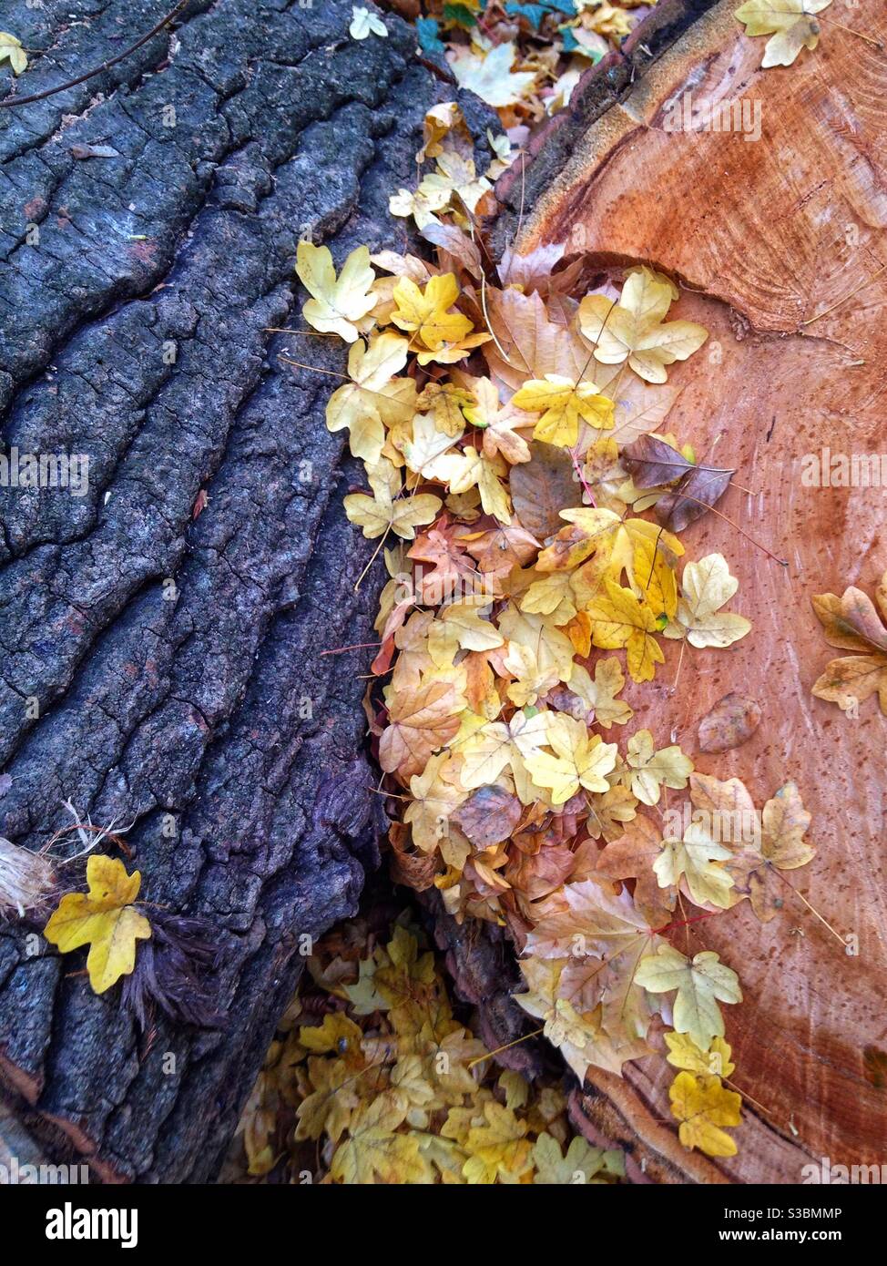 Gefallene Blätter auf einem Baumstamm bei regnerischem Wetter in Herbst - Smartphone-aufgenommenes Stockfoto