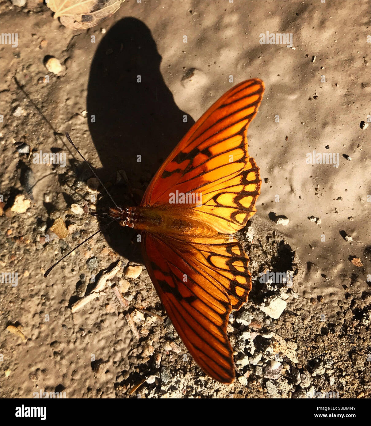 Ein orange-gelber Schmetterling wirft seinen Schatten in Peña de Bernal, Queretaro, Mexiko Stockfoto