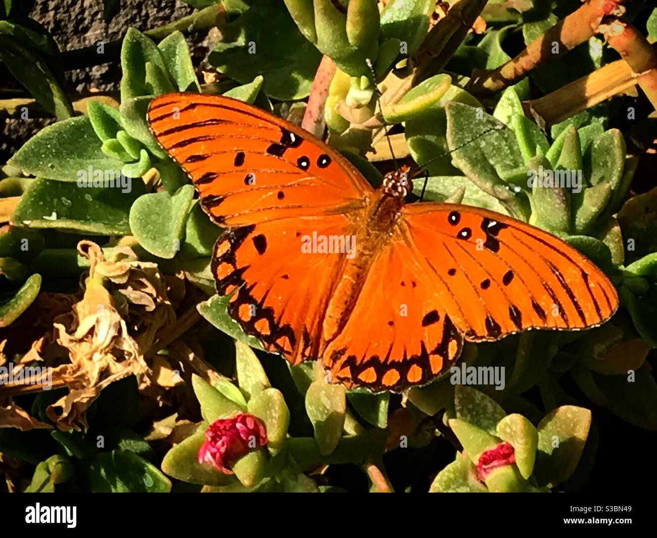 Ein orangefarbener Schmetterling in einem grünen Garten in Peña de Bernal, Querétaro, Mexiko. Stockfoto