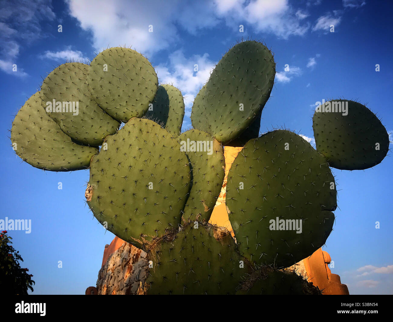 Cactus namens ‘nopales’ im Hostal Medieval in Peña de Bernal, Queretaro, Mexiko. Stockfoto