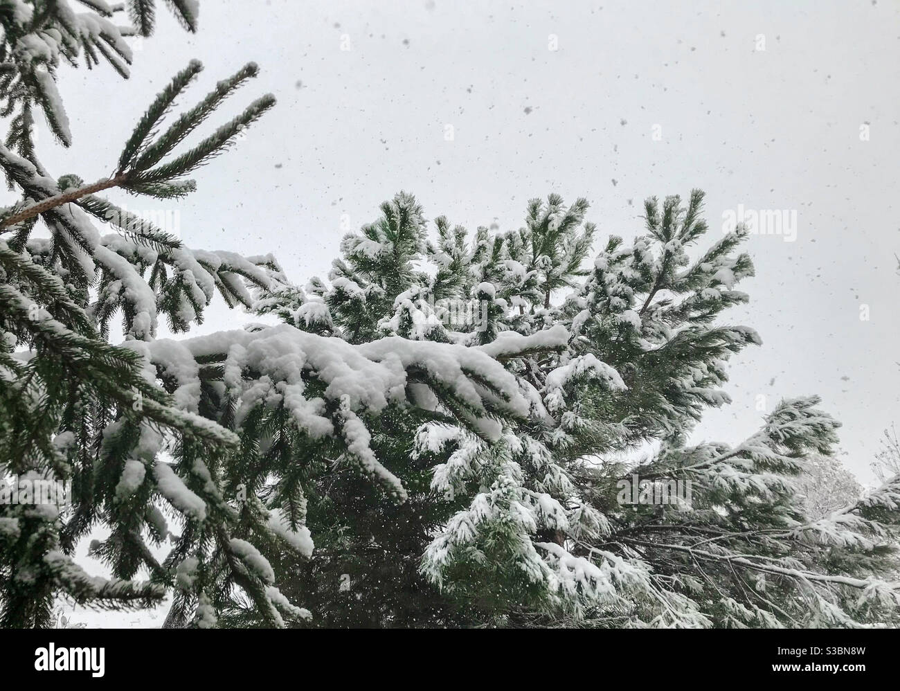 Schneefall auf Kiefernästen im Wald, Winterzeit - Smartphone-aufgenommenes Stockfoto