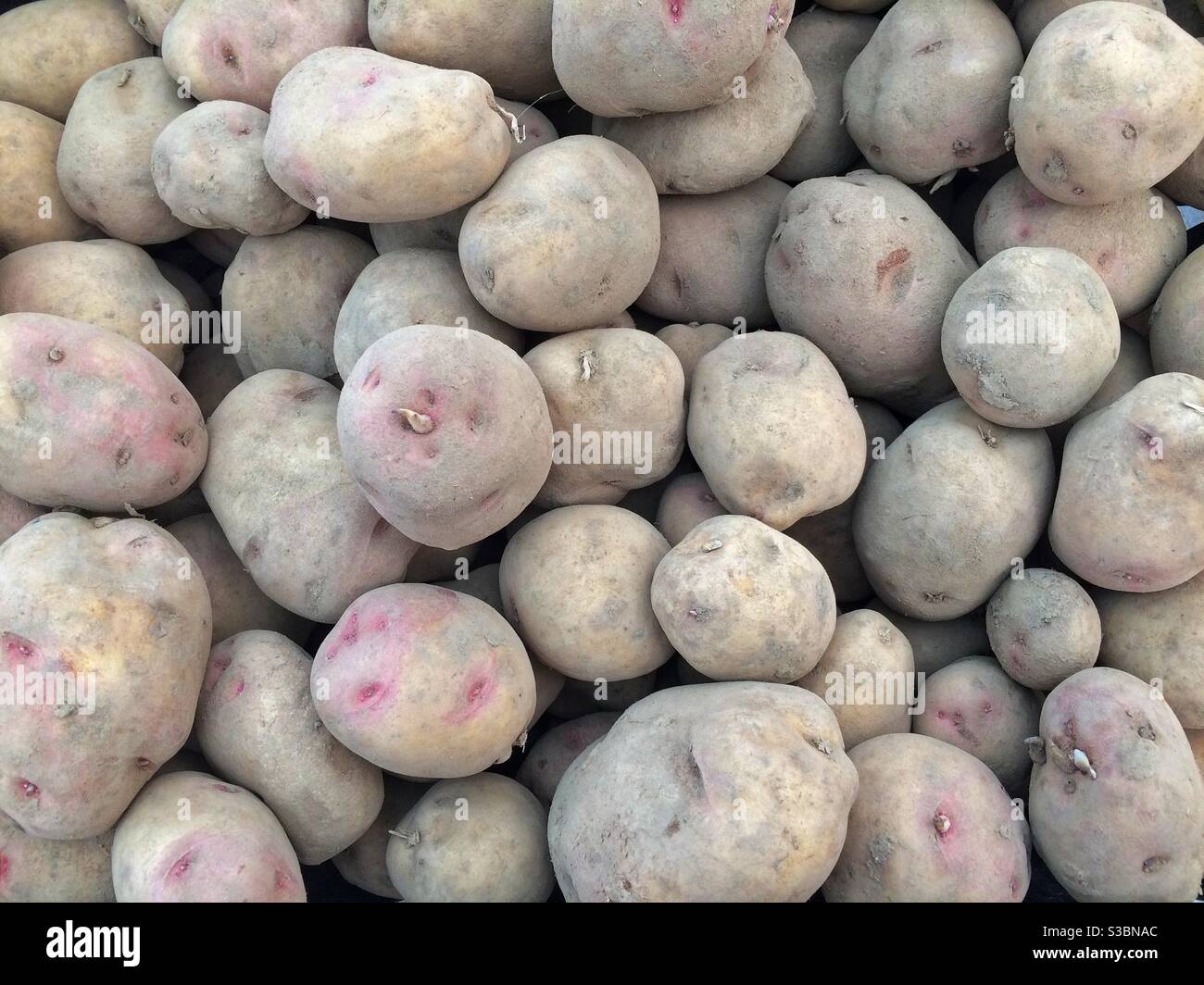 Bio-Kartoffeln - Smartphone-aufgenommenes Stockfoto