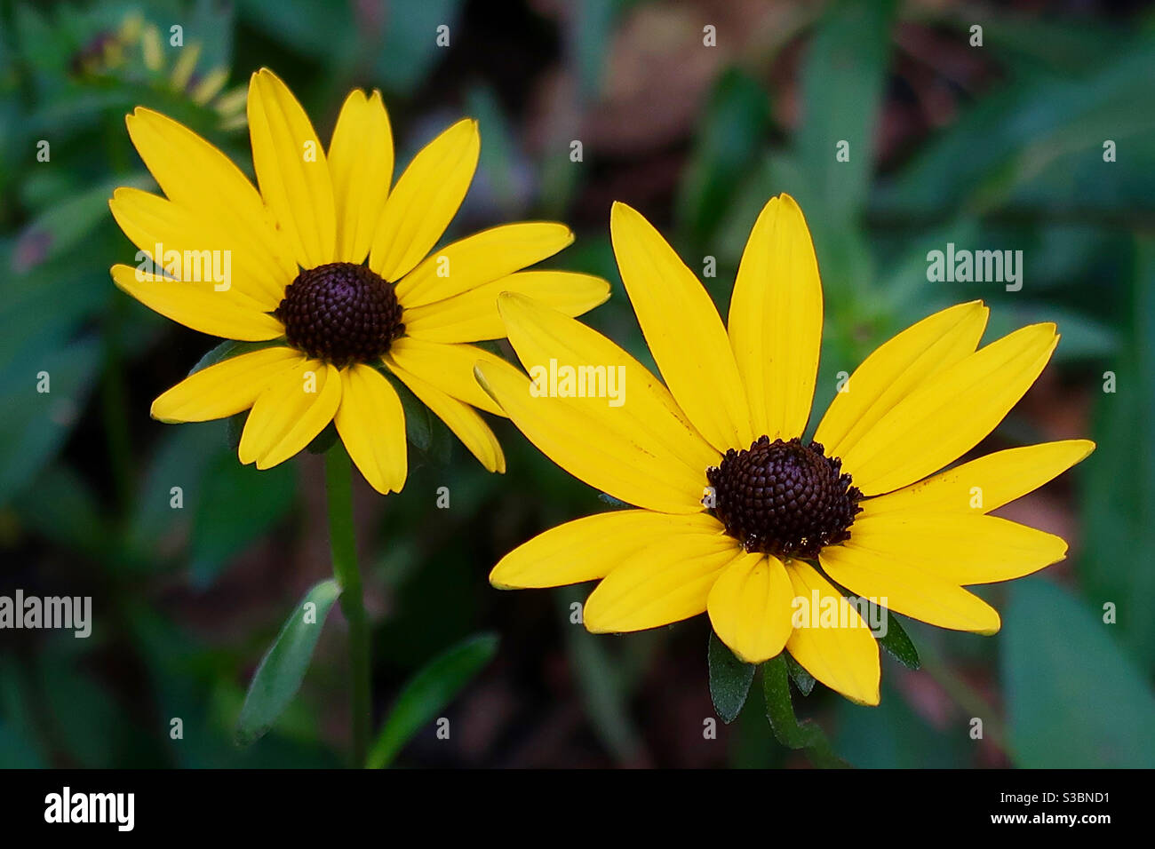 Nahaufnahme von zwei Gelben Kegelblumen Stockfoto