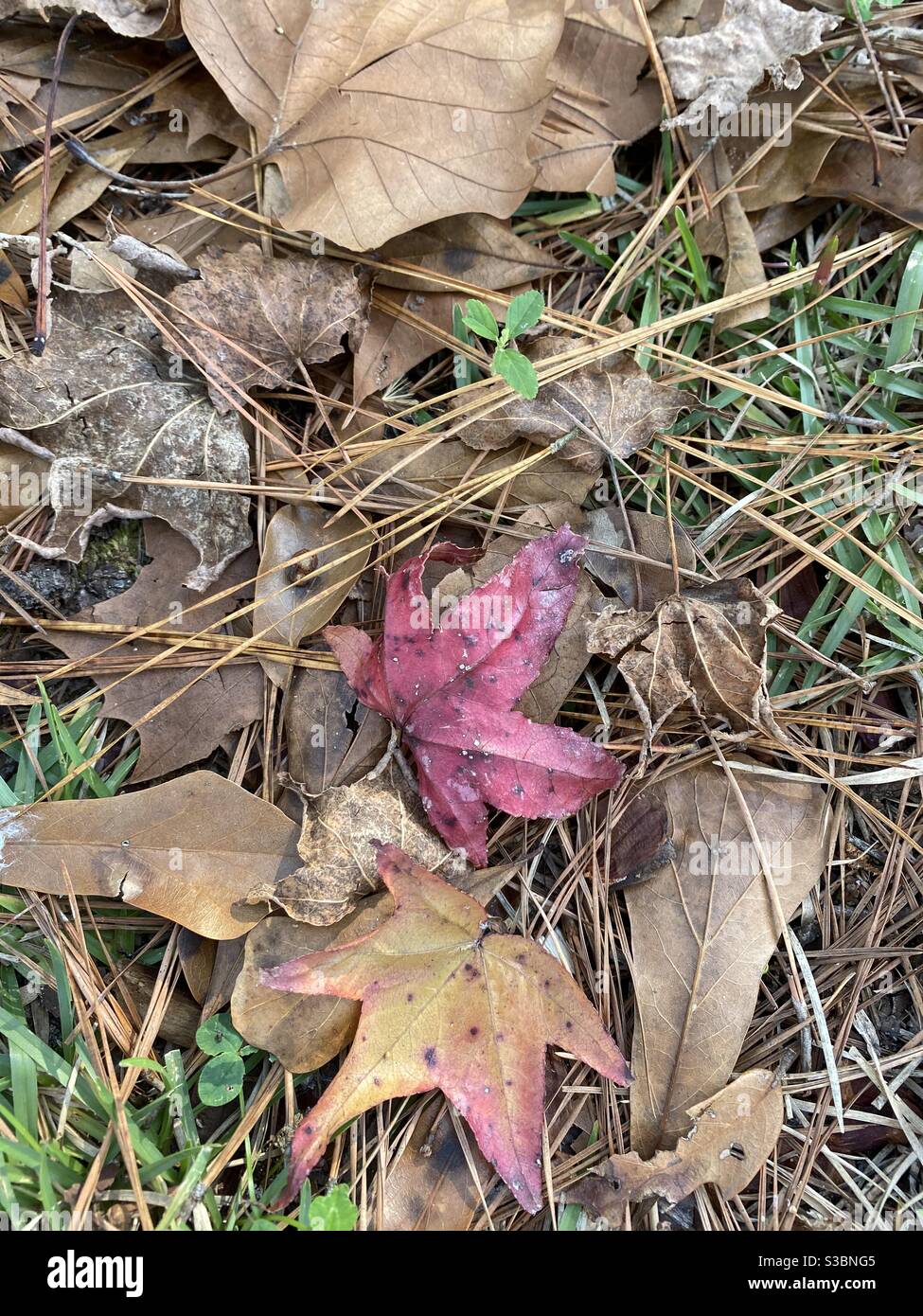 Herbstlaub Stockfoto