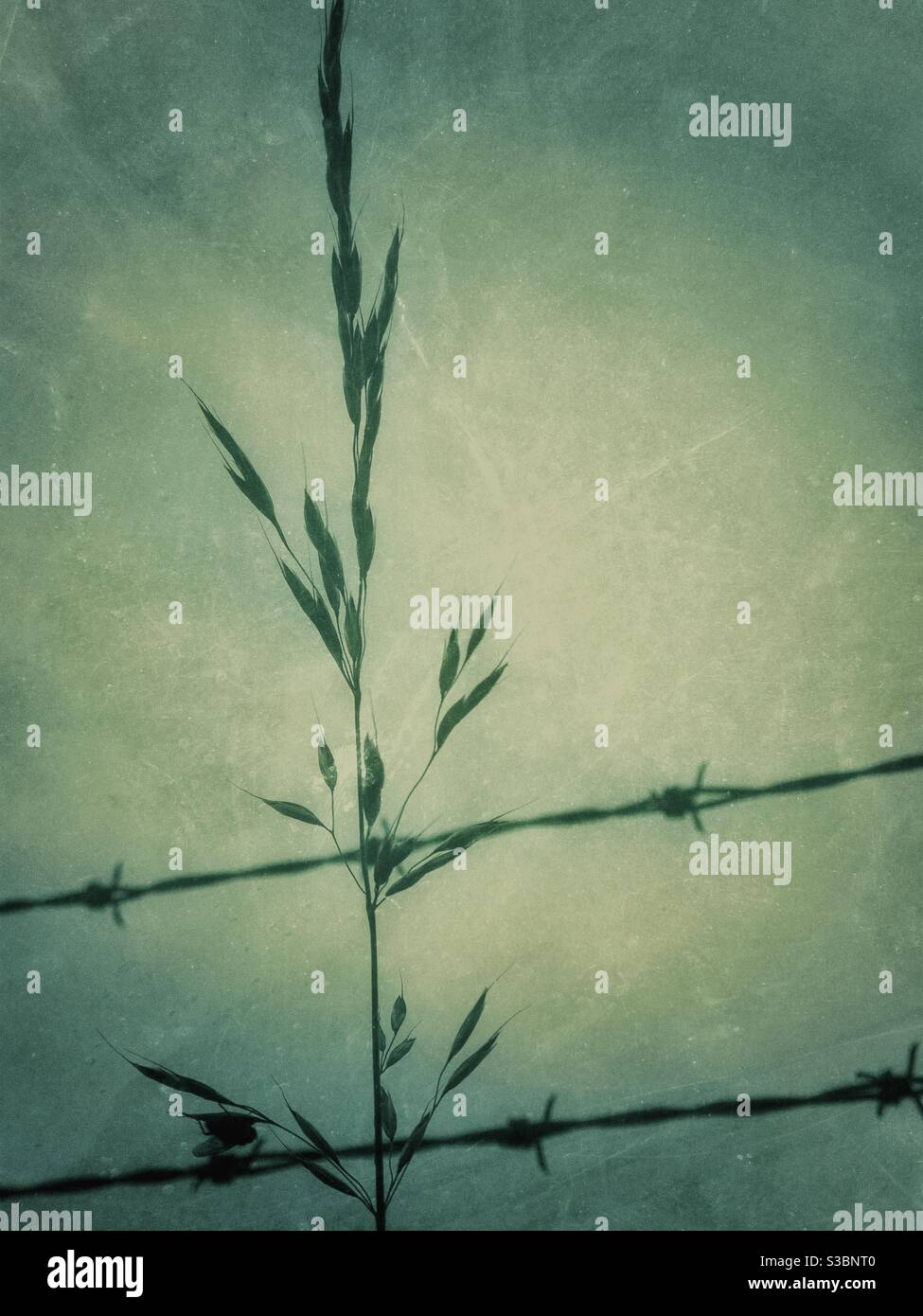 Grassämchen und Stacheldraht gegen den Himmel mit Grunge-Effekt. Stockfoto