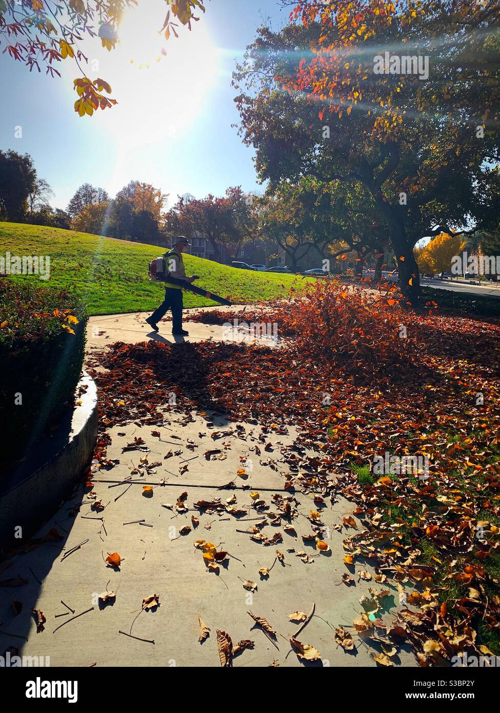 Ein Mann steht im Parkweg als der Mittlerer Boden unter dem hinteren Sonnenlicht und arbeitet mit dem Lassen Sie Gebläse für die Herbst roten Blätter und bläst sie Zum Glasfeld auf der rechten Seite von Stockfoto