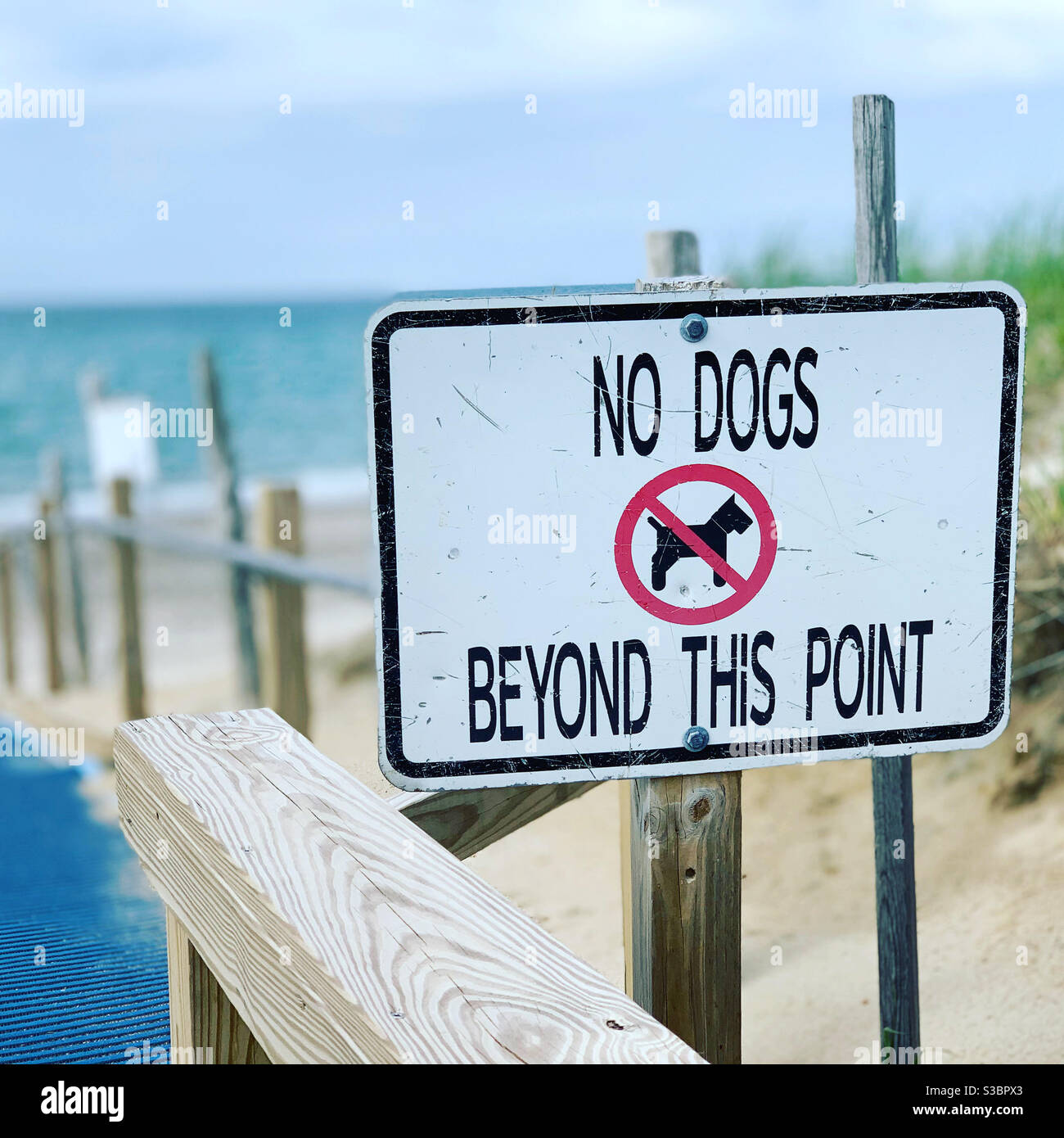 "No Dogs" Schild an einem Strand auf Cape Cod, Massachusetts, USA Stockfoto