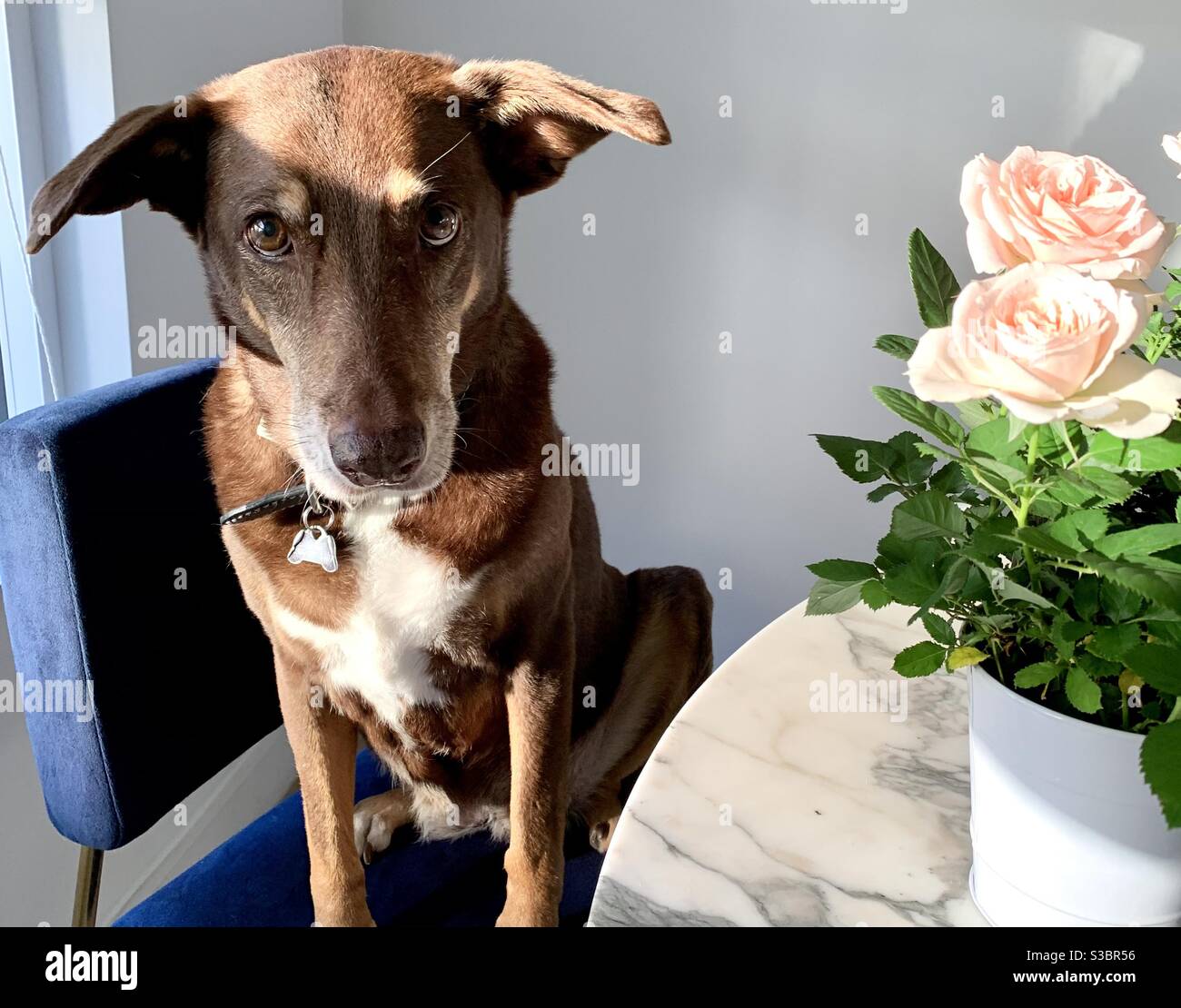 Hund am Fenster mit Blumen Stockfoto