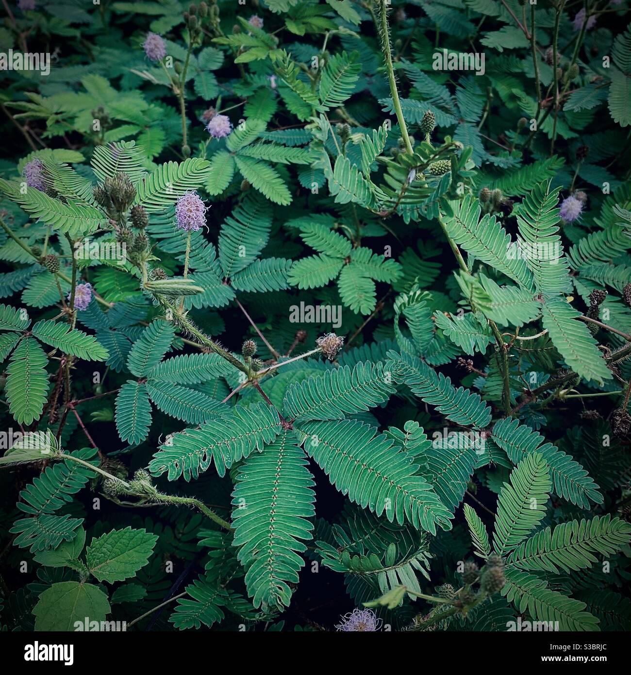 Mimosa pudica, oft im Garten in der tropischen Gegend gefunden Stockfoto