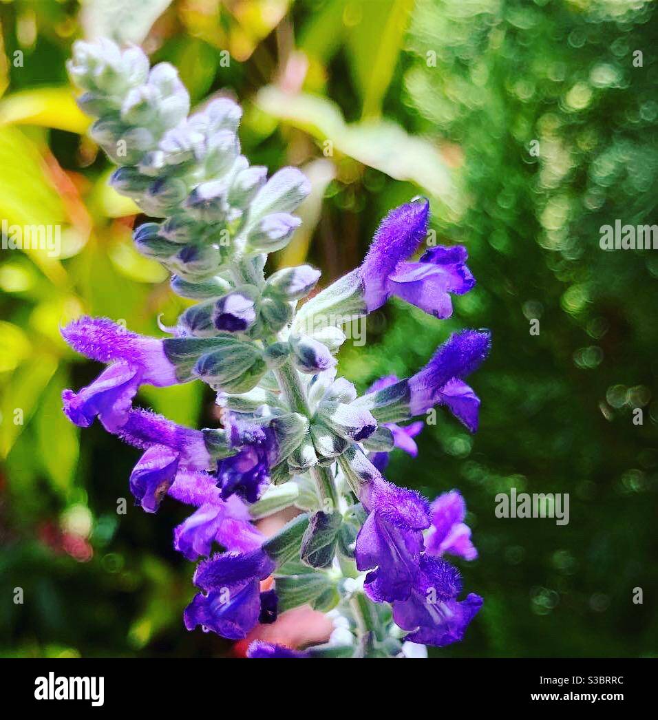 Violette oder blaue Salvia Blume Stockfoto