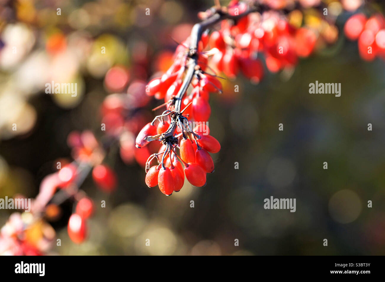 Zweig der leuchtend roten Beeren im Sonnenlicht Stockfoto