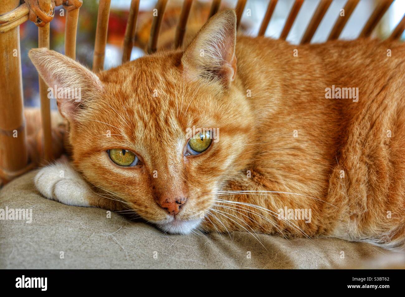 Ginger tabby Katze, Porträt, Blick auf die Kamera Stockfoto