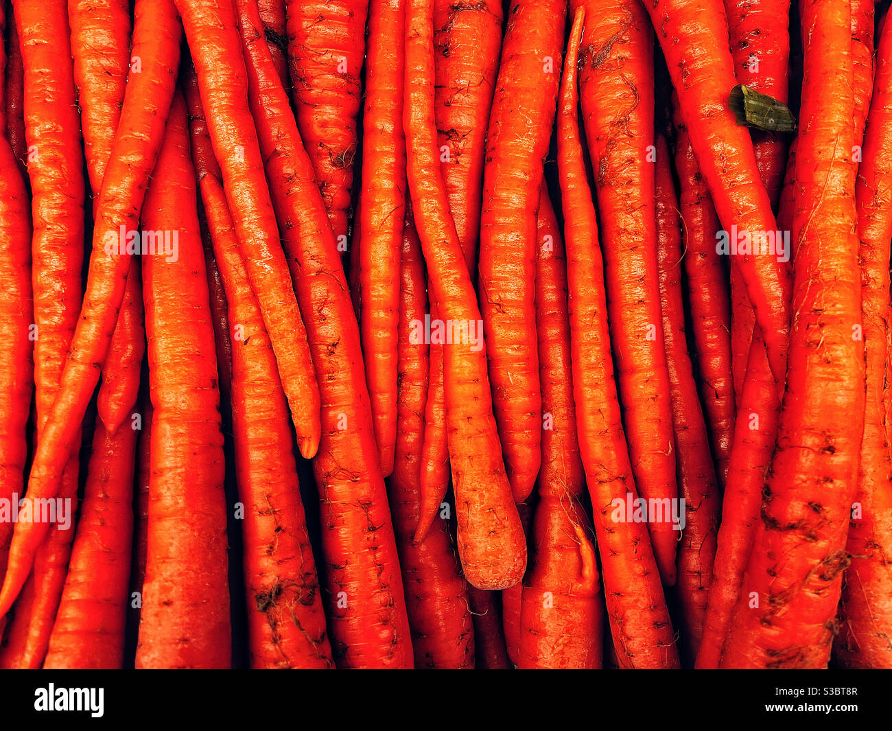 Frische Karotten zusammen verpackt Stockfoto