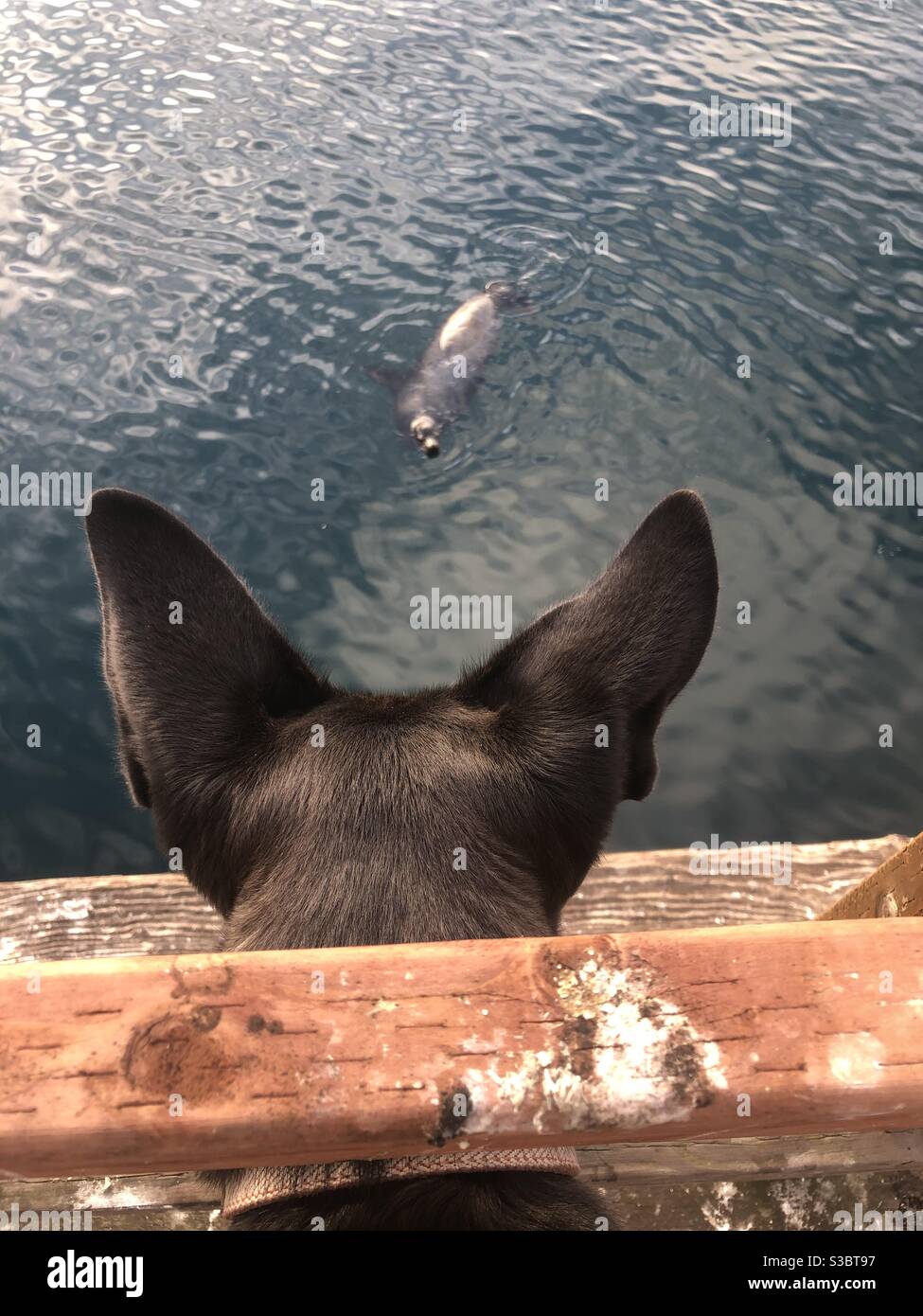 Neugieriger Hund schaut auf Stier Seelöwe Stockfoto