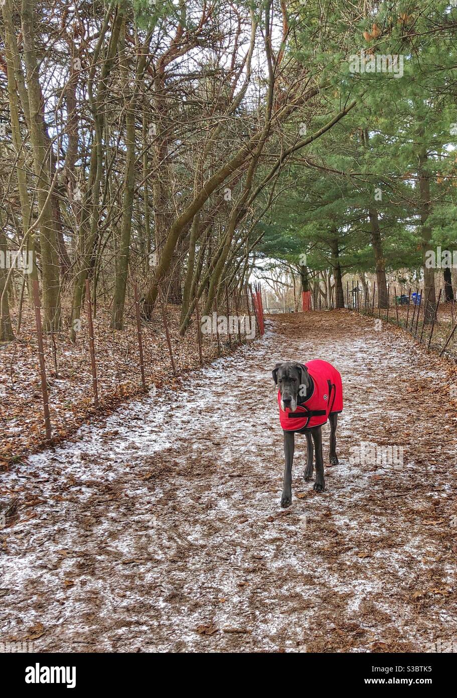 Eine in Rot gekleidete Dogge schlendert durch den Park. Stockfoto