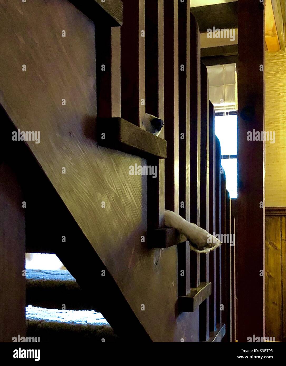 Hund spielen verstecken und suchen auf Treppen Stockfoto