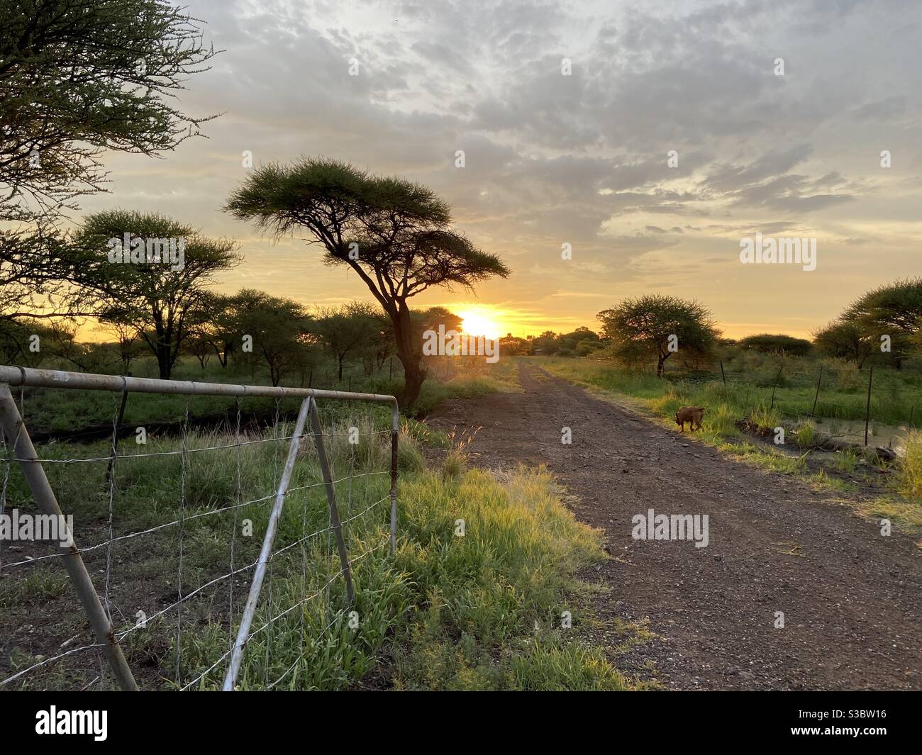 Bushveld Sonnenuntergang Stockfoto