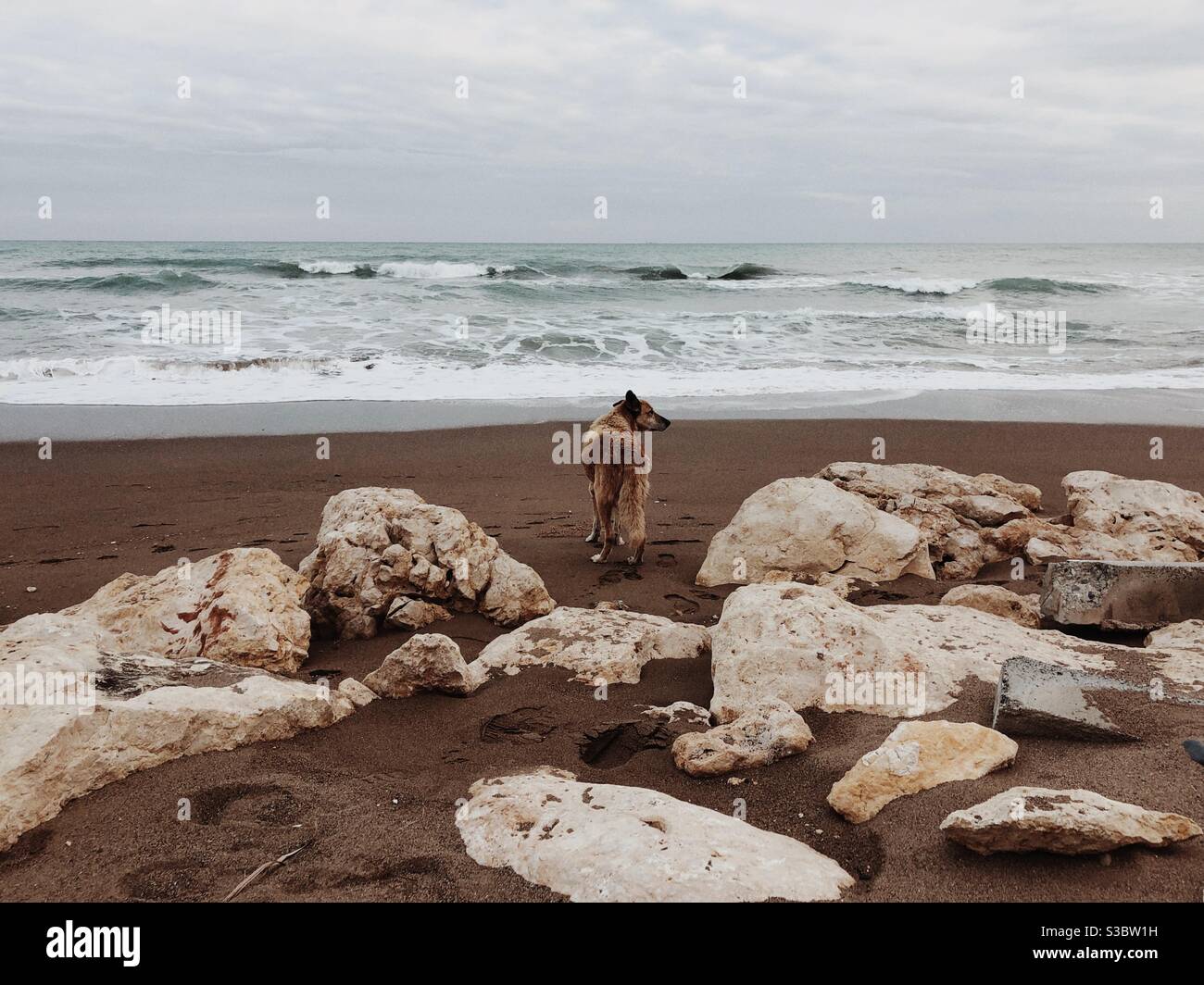 Streunender Hund, der am Meer steht - Smartphone-aufgenommenes Stockfoto