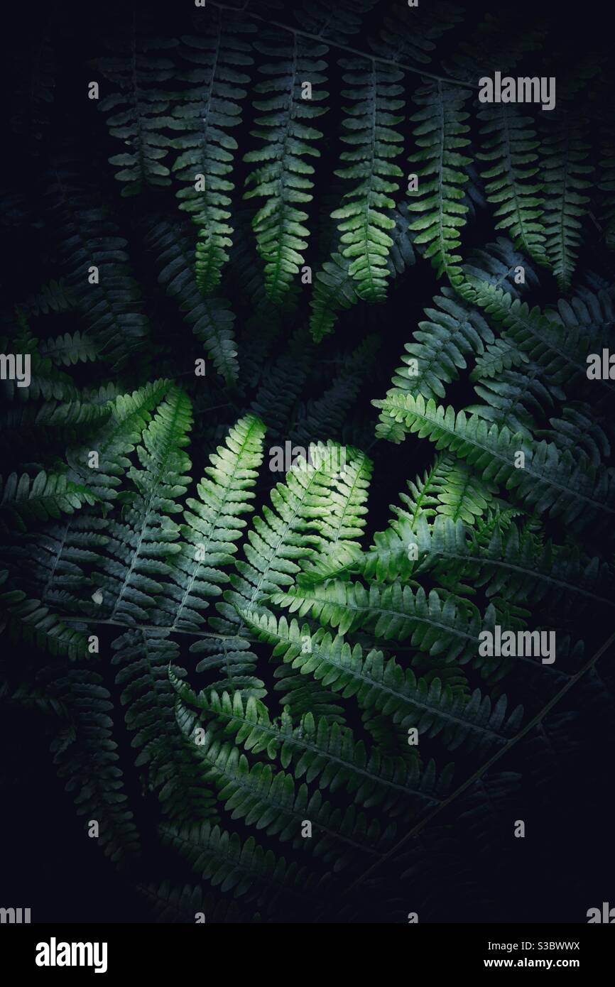 Dunkelgrüne Vegetation Hintergrund in tropischen Dschungel - Smartphone-aufgenommenes Stockfoto