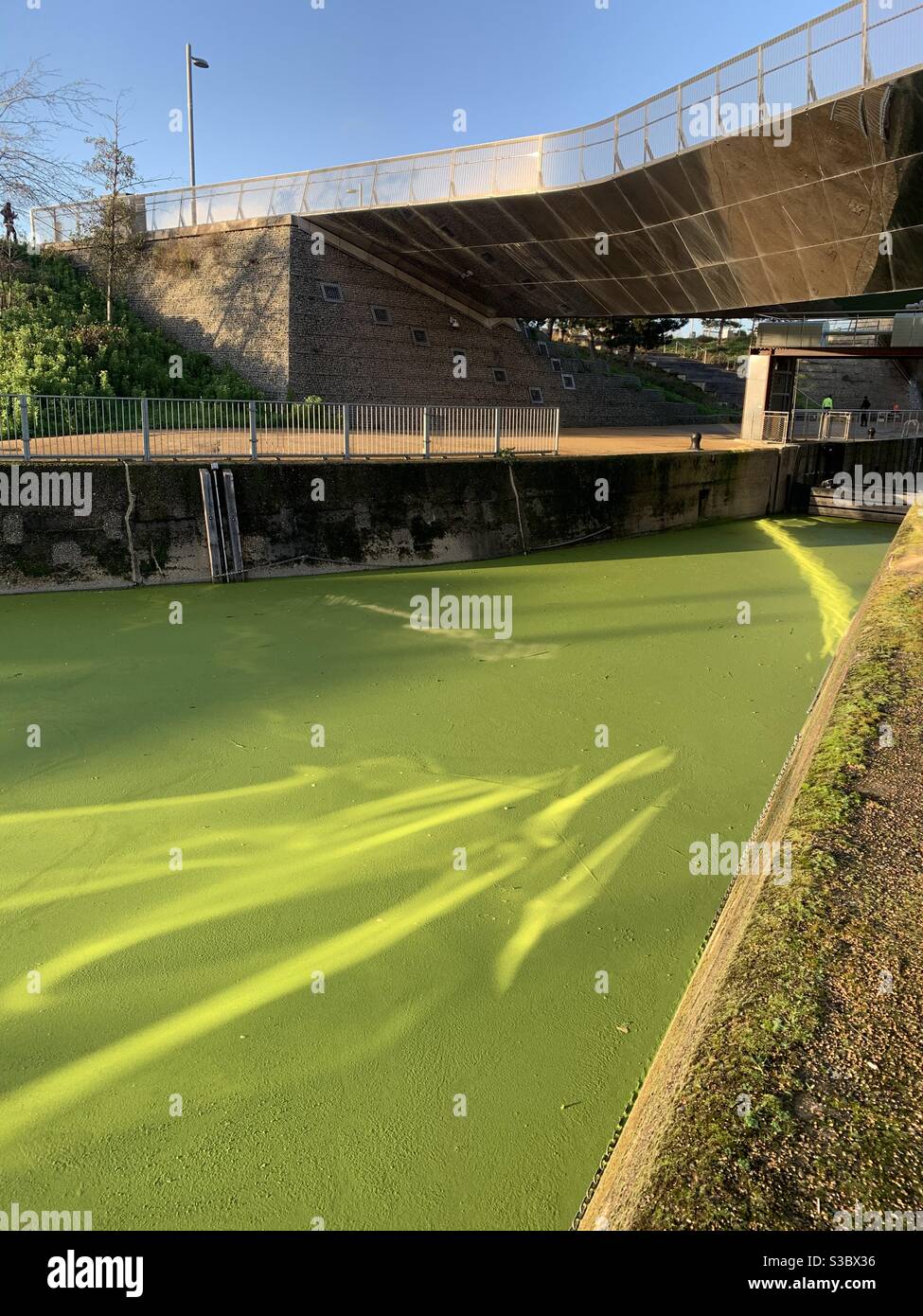 Fluss mit Grünalgen Abdeckung Stockfoto