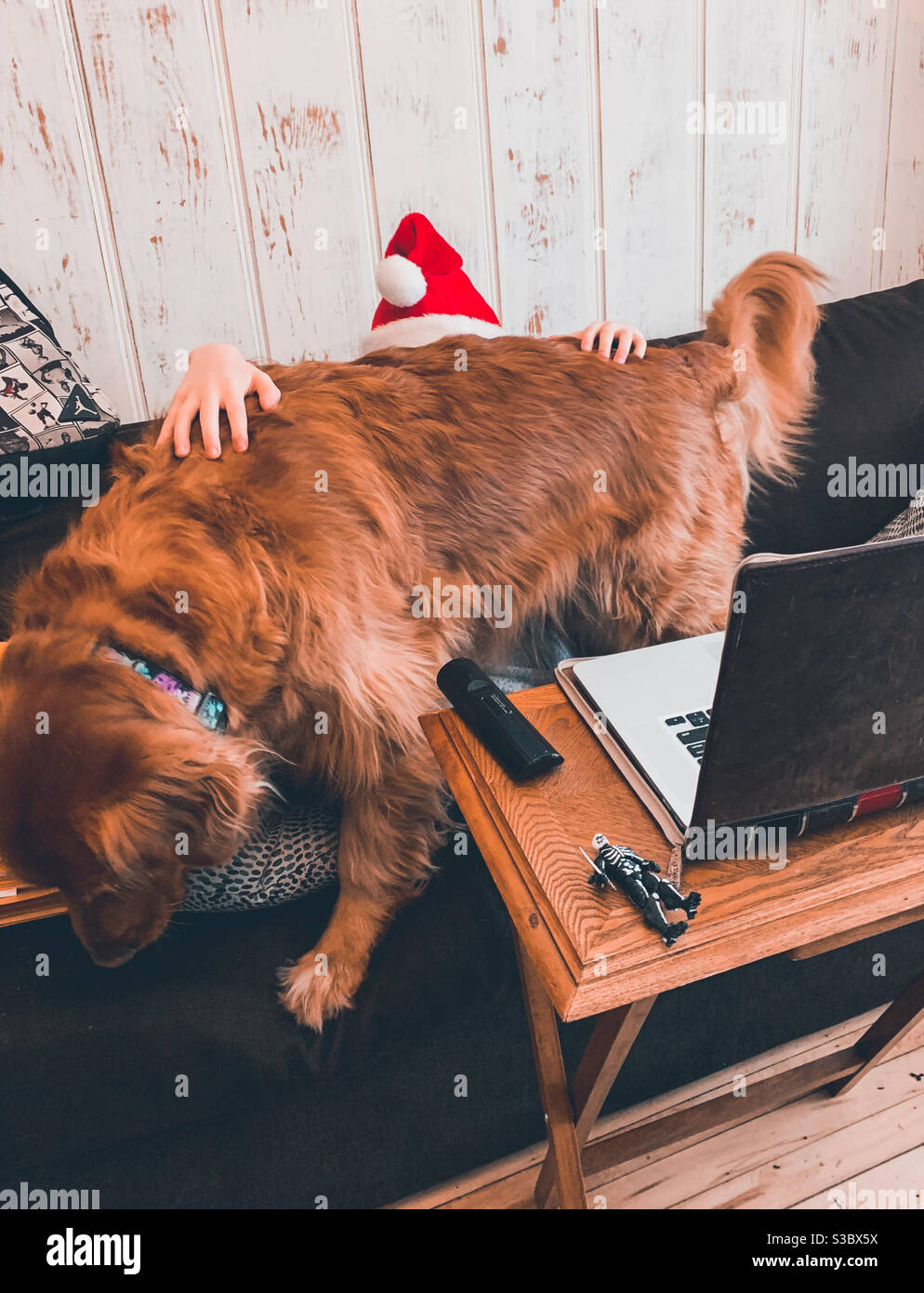 Ein goldener Retriever-Hund unterbricht eine Videoklasse. Die Hände des Studenten und der Weihnachtsmütze sind alles, was hinter dem Hund sichtbar ist. Stockfoto