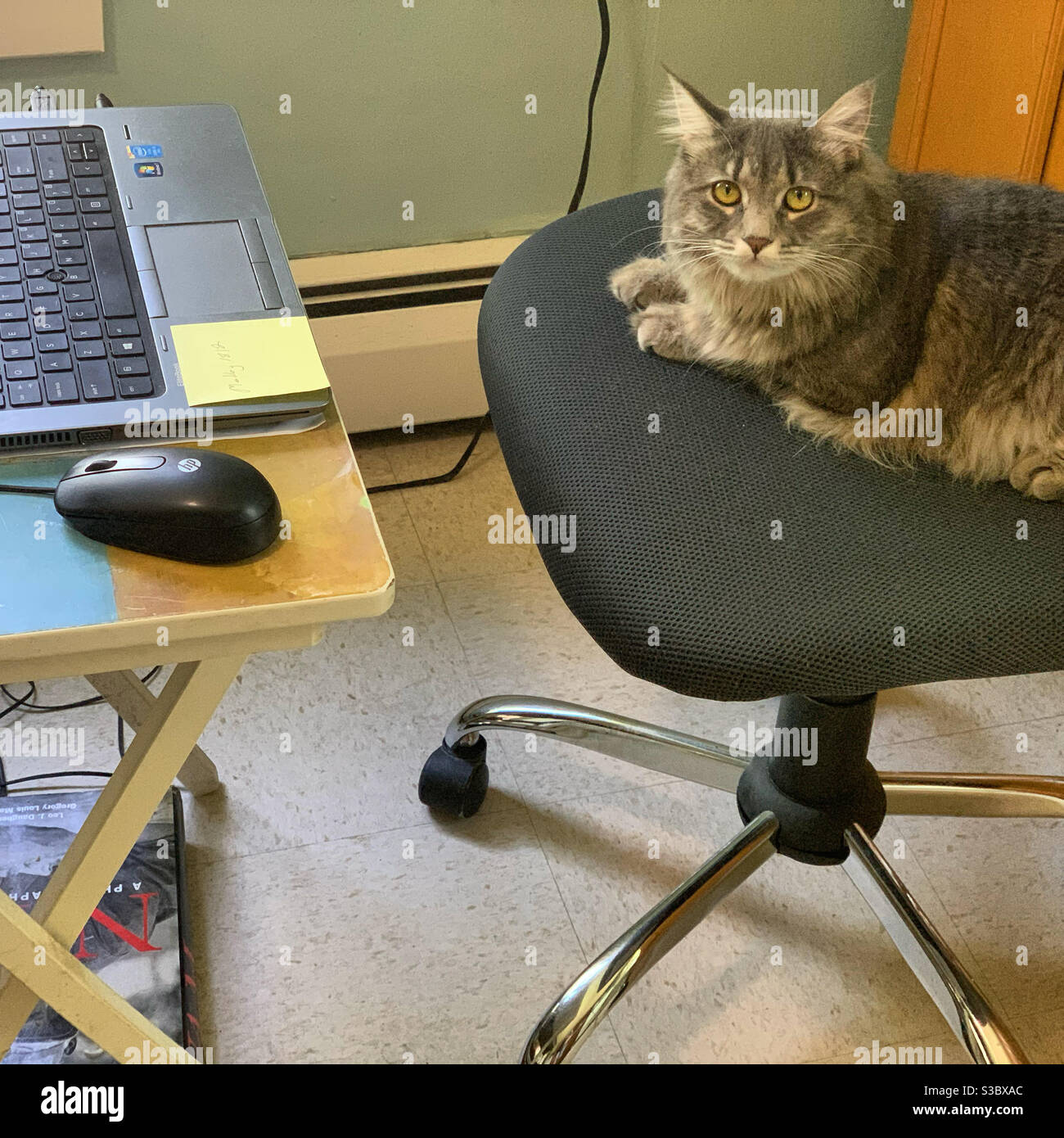 Eine Katze sitzt auf einem Bürostuhl, nachdem ihr Besitzer Schritte weg von seiner Küche "Büro" während der Arbeit von zu Hause aus. Juni 2020, Greenfield, Massachusetts, Usa. - Smartphone-aufgenommenes Stockfoto