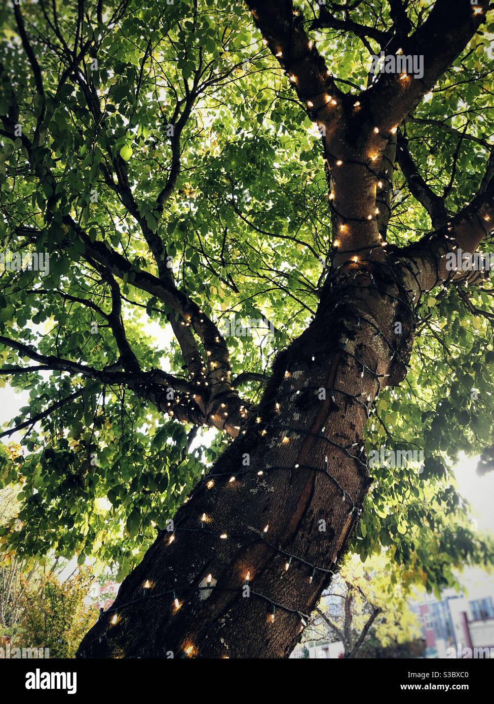 Großer Akazienbaum im Sommer in Lichter gehüllt Stockfoto