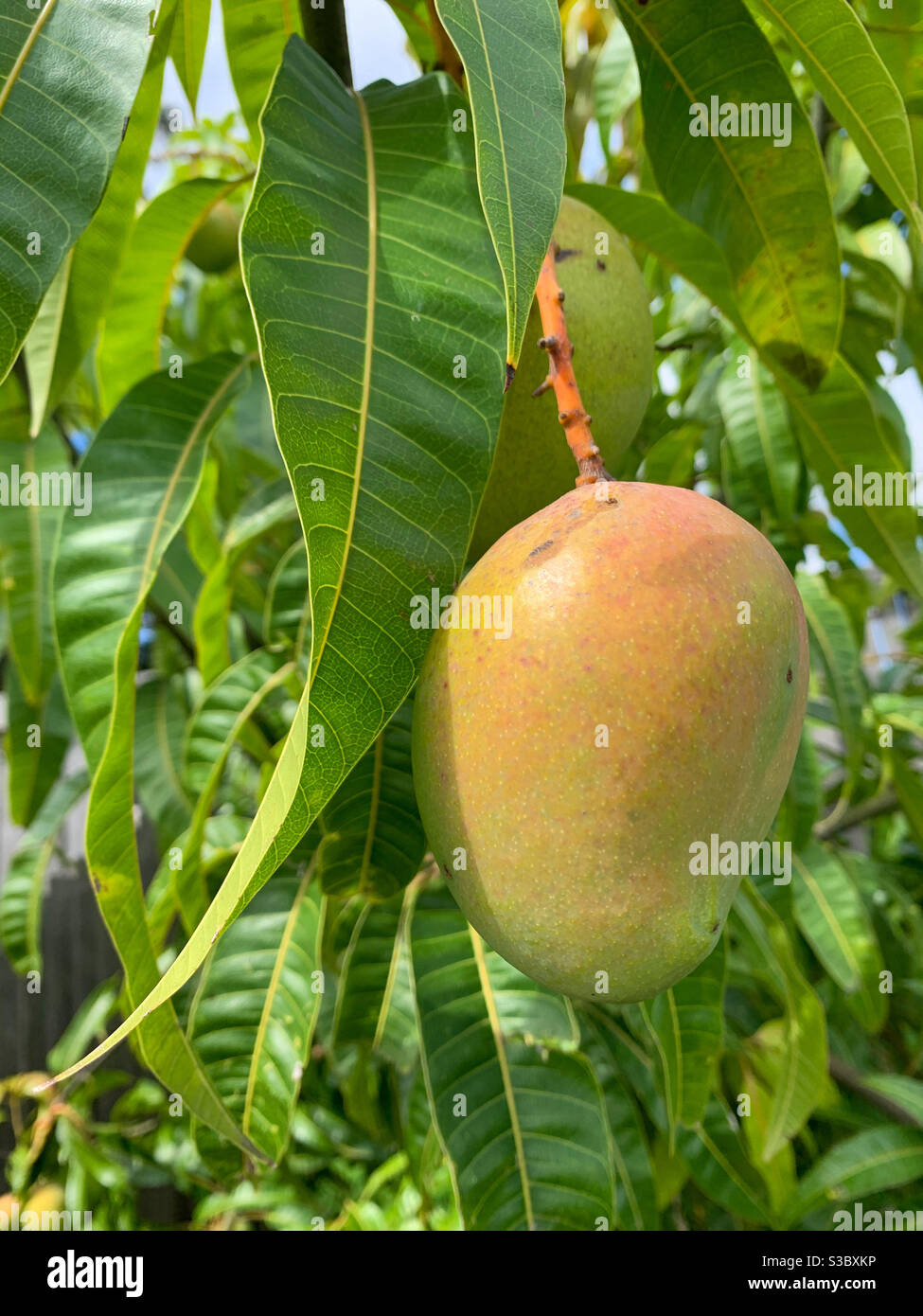 Eine Mango, die eine erröte Farbe zeigt, während sie reift Auf dem Baum Stockfoto