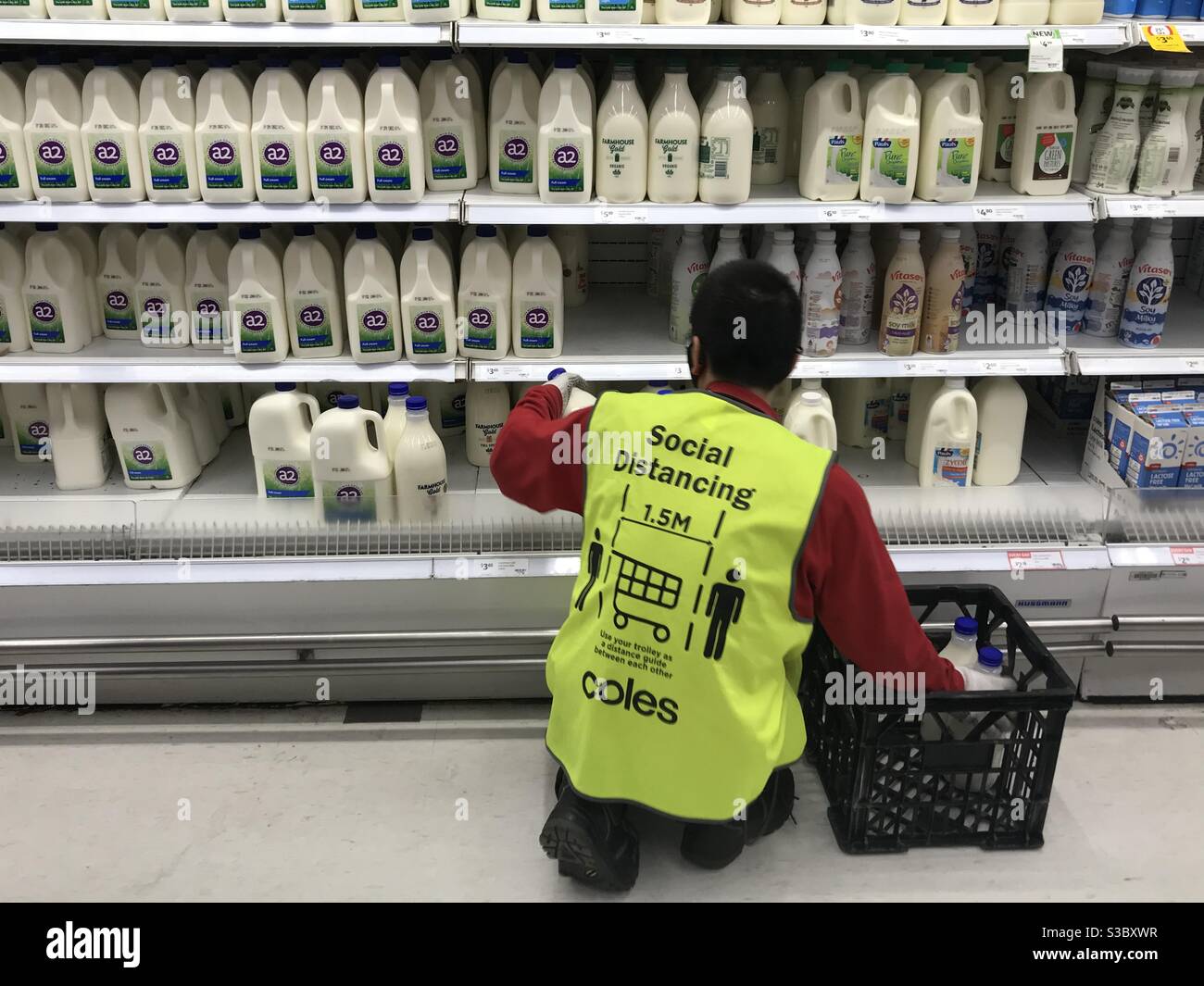 Ein Arbeiter im Supermarkt Coles hat während der COVID-19-Pandemie (Coronavirus) Milch aufgestochen und eine soziale Distanzweste getragen. Stockfoto