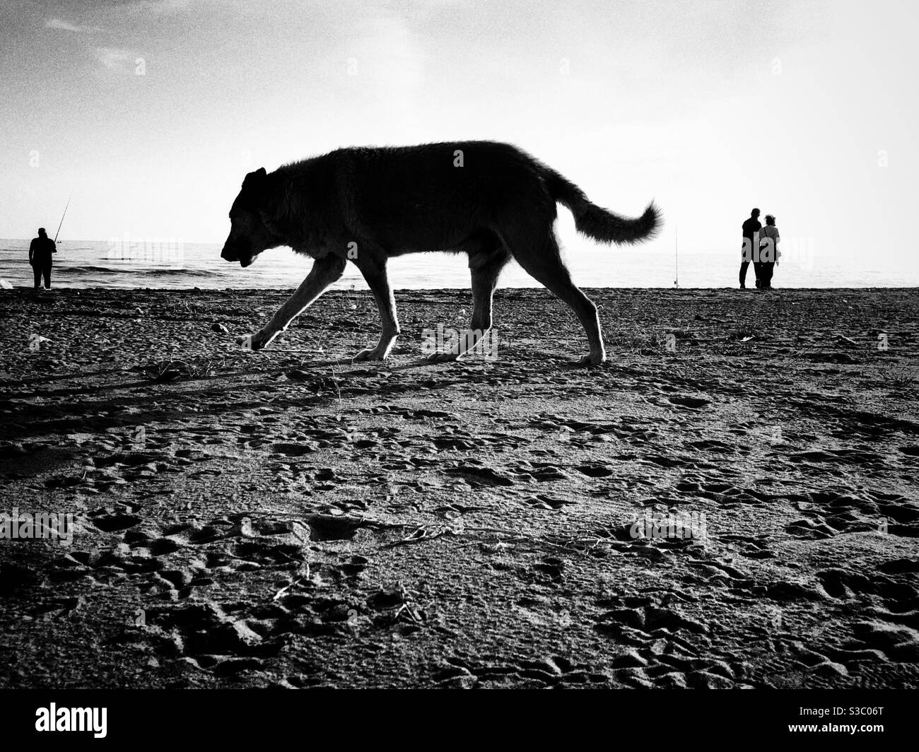 Streunender Hund, der am Strand läuft - Smartphone-aufgenommenes Stockfoto