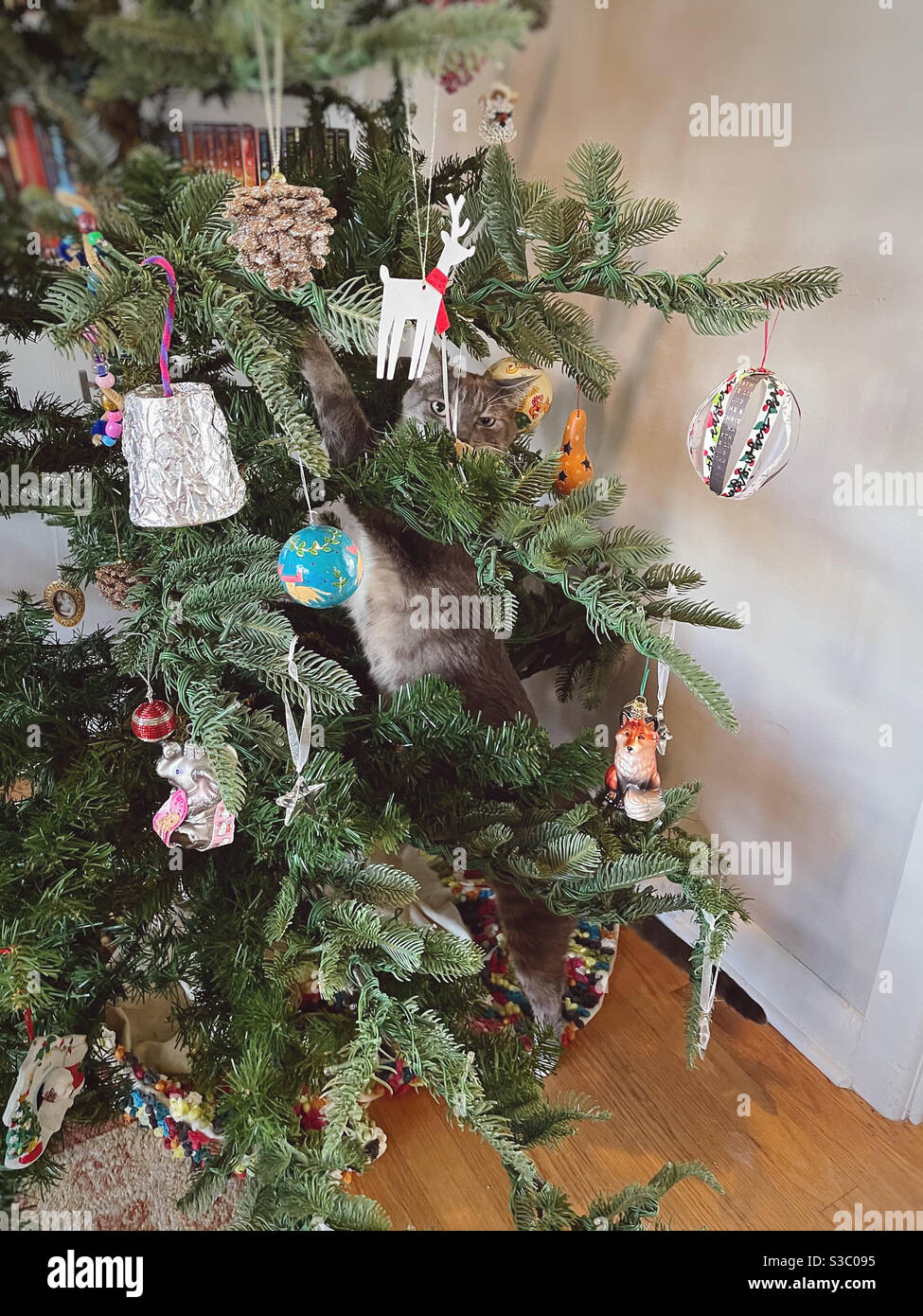 Katze verwendet Weihnachtsbaum als Kratzpfosten. Stockfoto