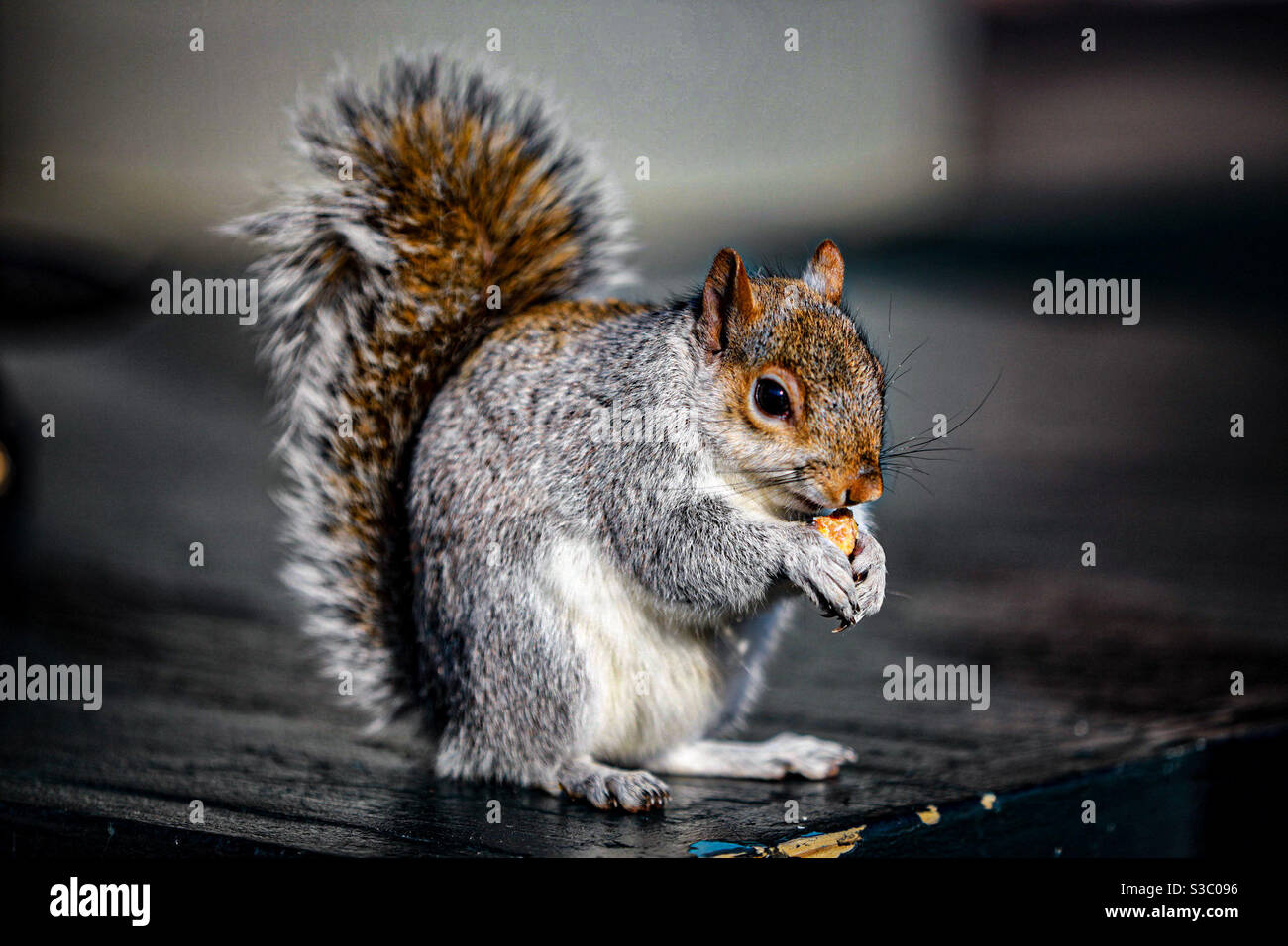 Eichhörnchen essen eine Mandel. Aufgenommen in Washington DC. Stockfoto