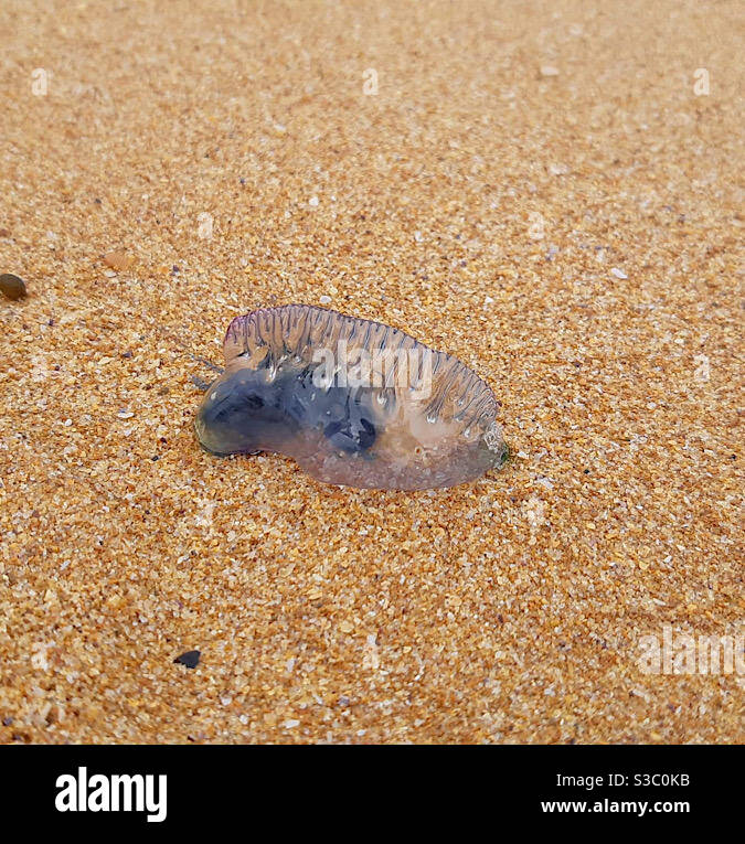 Blaubottle Qualle auf Sand Stockfoto