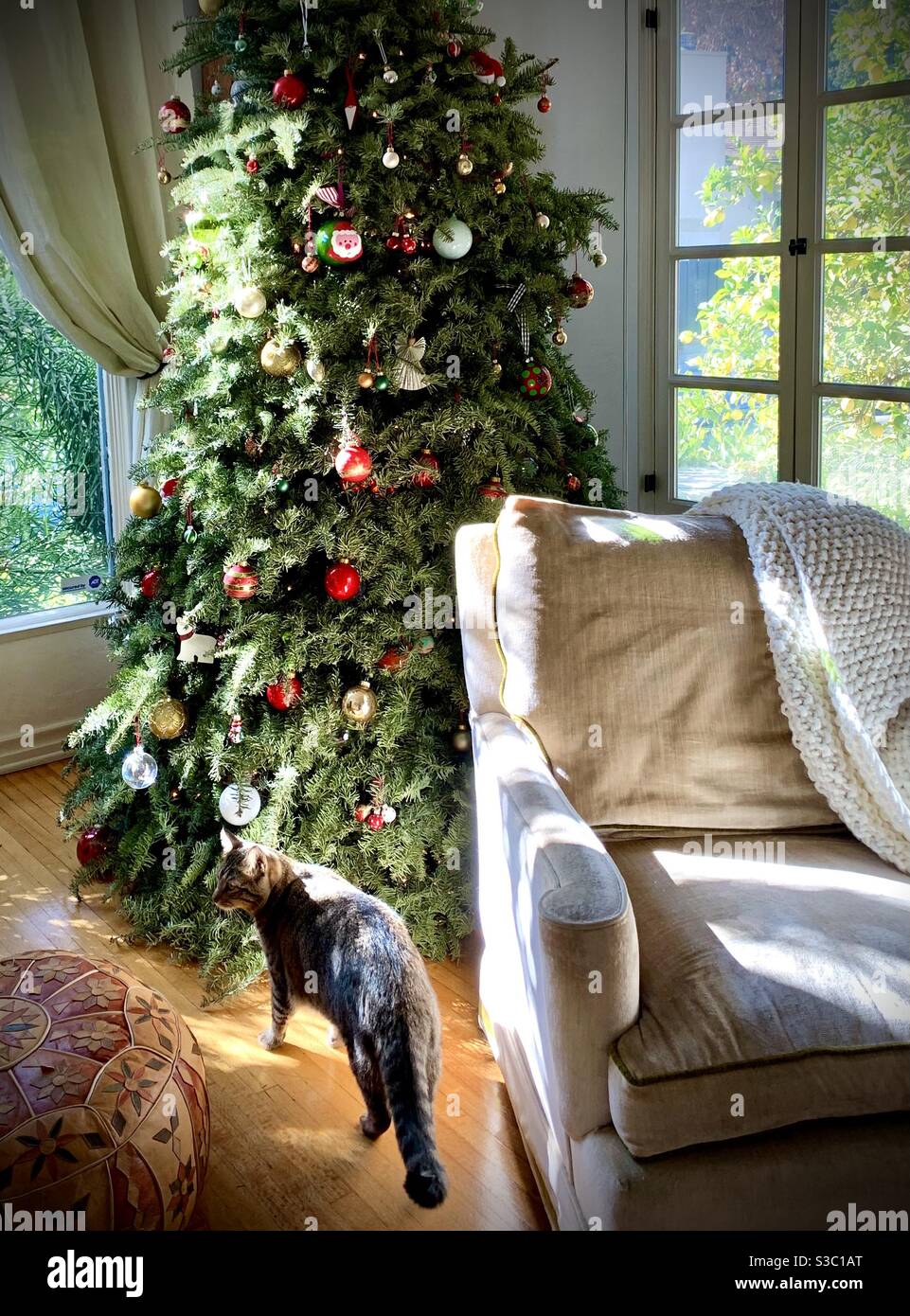 Weihnachtsbaum, tabby Katze, weißer Stuhl vor dem Fenster mit Morgenlicht Stockfoto