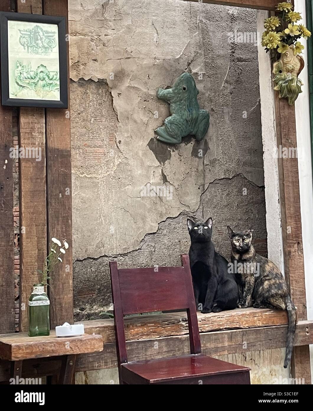 zwei Katzen Stockfoto